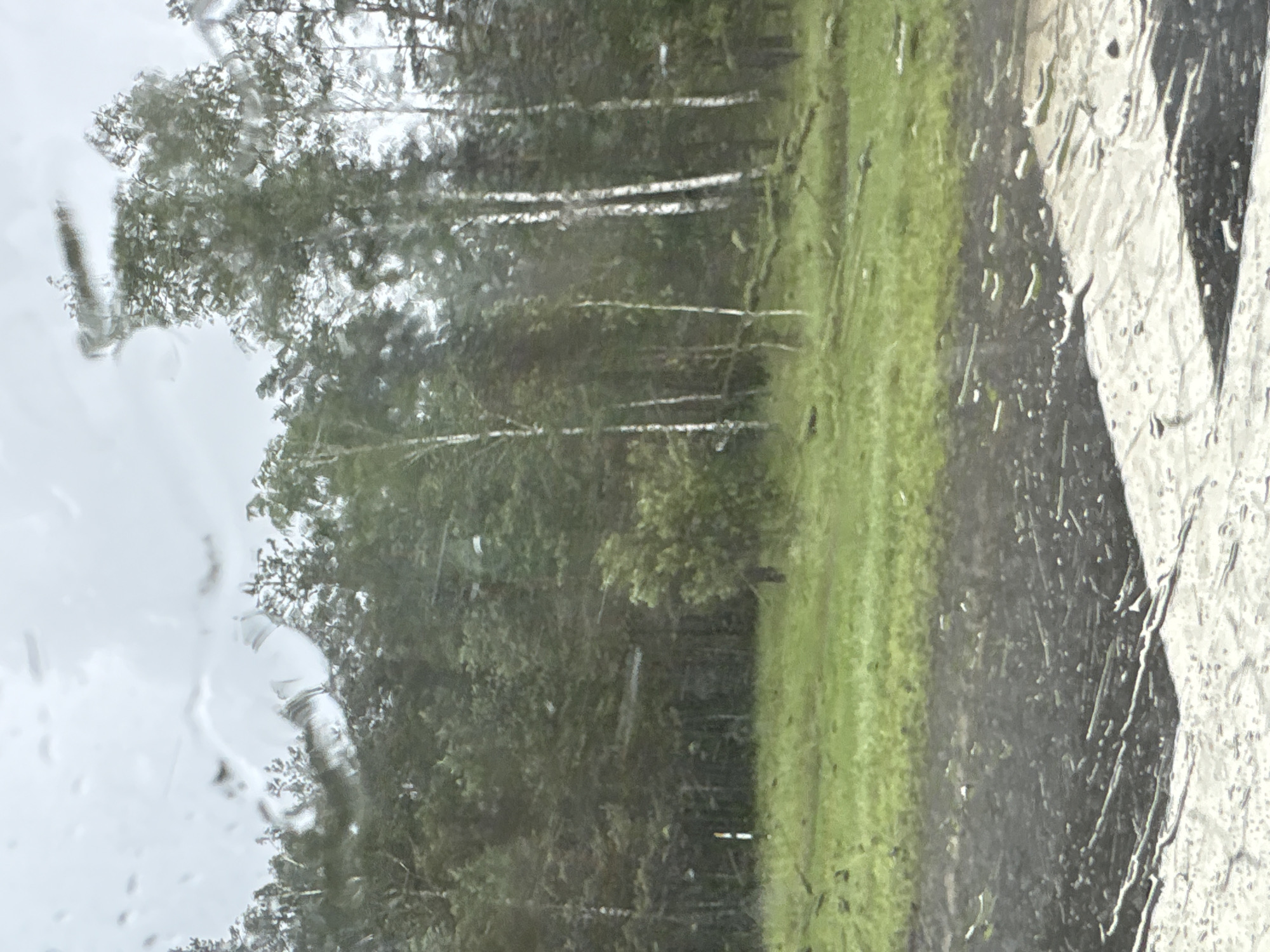 The image shows a view of a treeline with green grass in the foreground, seen through a wet window. The trees are a mix of evergreens and deciduous trees, some of which appear to be birch with white bark. There are fallen branches on the ground in the grassy area. In the lower part of the image, a dark, wet surface is visible, possibly a road or pavement, with lighter-colored markings. The sky is overcast. The scene appears to be in a rural or semi-rural setting. The specific location of Гацукоўскі сельскі Савет, Belarus, is noted, suggesting the image was taken from a vehicle or building in that area.