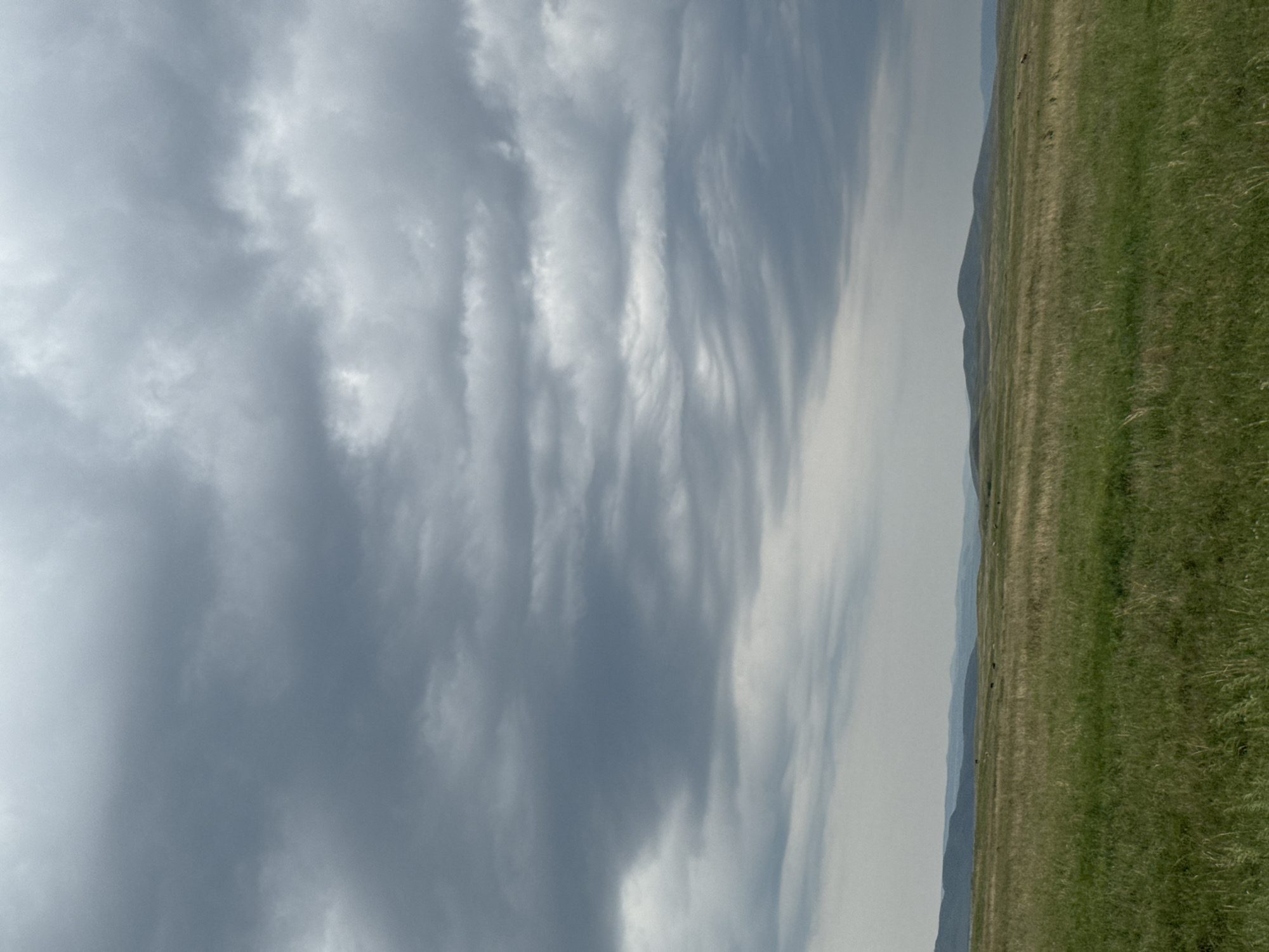 The image depicts a wide, rolling grassland under a heavily overcast sky. The foreground is filled with tall, green and golden grass, with some areas appearing more yellowed and dry. In the middle ground, the landscape transitions to low, undulating hills. Several dark, indistinct shapes, likely animals such as cattle or horses, are scattered across the field and on the distant hills. The background features layers of distant, hazy mountains or hills, their contours softened by distance and atmospheric conditions. The sky is dominated by a thick layer of dark gray clouds with lighter, diffused patches, suggesting an impending rain or a stormy day. The scene is devoid of any man-made structures or human figures. The location is identified as Сарагаш, Russia, a region known for its vast steppes and agricultural lands.