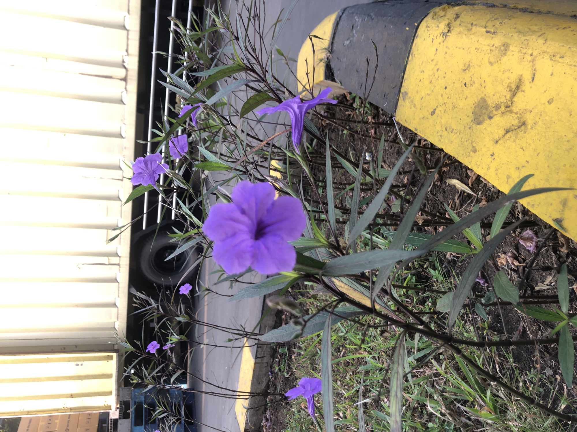 In Wonojati, Indonesia, a close-up shot focuses on a cluster of purple Ruellia flowers growing along a yellow and black concrete curb. Behind the flowers, the side of a light-colored truck is visible, with a row of vertical ridges running along its body. The truck appears to be parked, and its tires are also visible. The foreground is filled with green grass and dark soil, indicating an outdoor setting. The overall scene suggests an urban environment, possibly a roadside or parking area.