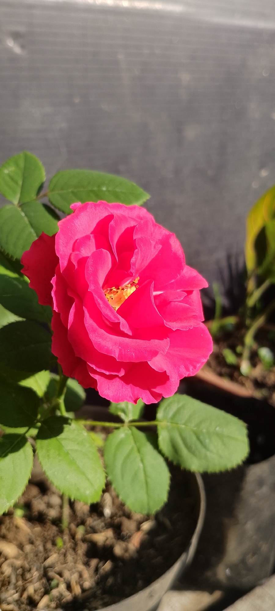 A bright pink rose blooms in a pot against a grey, textured background. The rose is in focus, with its petals unfurling to reveal a yellow center. Green leaves surround the flower, some casting shadows on the dark soil. In the background, a blurry green plant and a glimpse of a plastic pot are visible. The scene appears to be an outdoor setting, possibly a garden or balcony, in Pekutatan, Indonesia.
