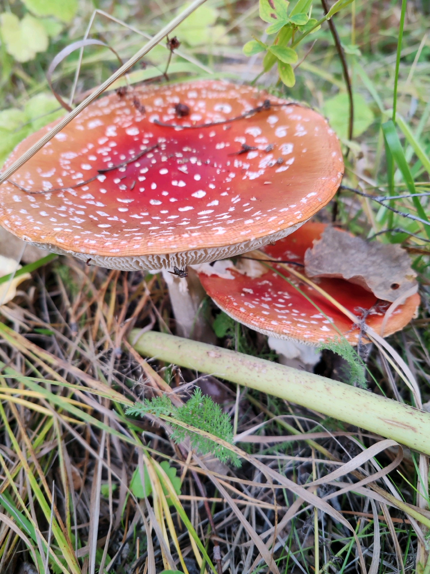 Two red and white spotted mushrooms, likely Amanita muscaria, are growing in a natural outdoor environment. The mushrooms have bright red caps covered in white spots, characteristic of their species. The caps are of varying sizes, with one larger mushroom in the foreground and a smaller one partially obscured behind it. Both mushrooms display prominent gills on their undersides. They are surrounded by dry grasses, green foliage, and a thick, light green stem or branch lying horizontally across the scene. The environment suggests a forest floor or woodland setting. There are no people or any man-made structures visible.