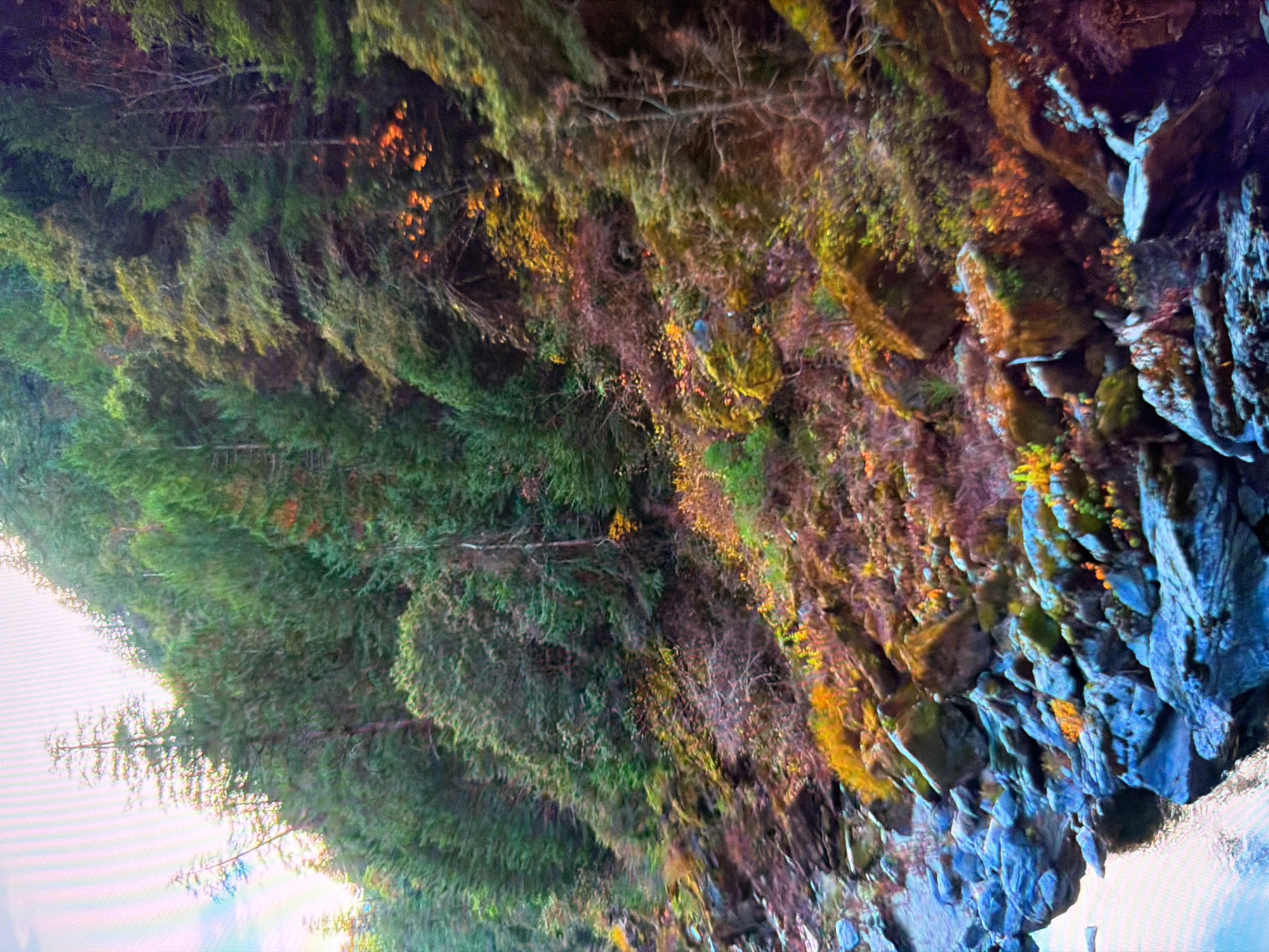 This image depicts a natural landscape with a steep, forested hillside. The trees are predominantly coniferous and appear dense, with some showing hints of autumn coloration in shades of yellow and orange. The hillside is covered with undergrowth, rocks, and moss. In the lower left portion of the image, a body of water, likely a river or stream, flows past large, blue-tinted rocks. The water surface is calm and reflects the sky and surrounding environment. There are no people or man-made structures visible in the image. The scene suggests a wilderness area, possibly a national park or protected forest, and there is no indication that this location is in Kyiv, Ukraine.