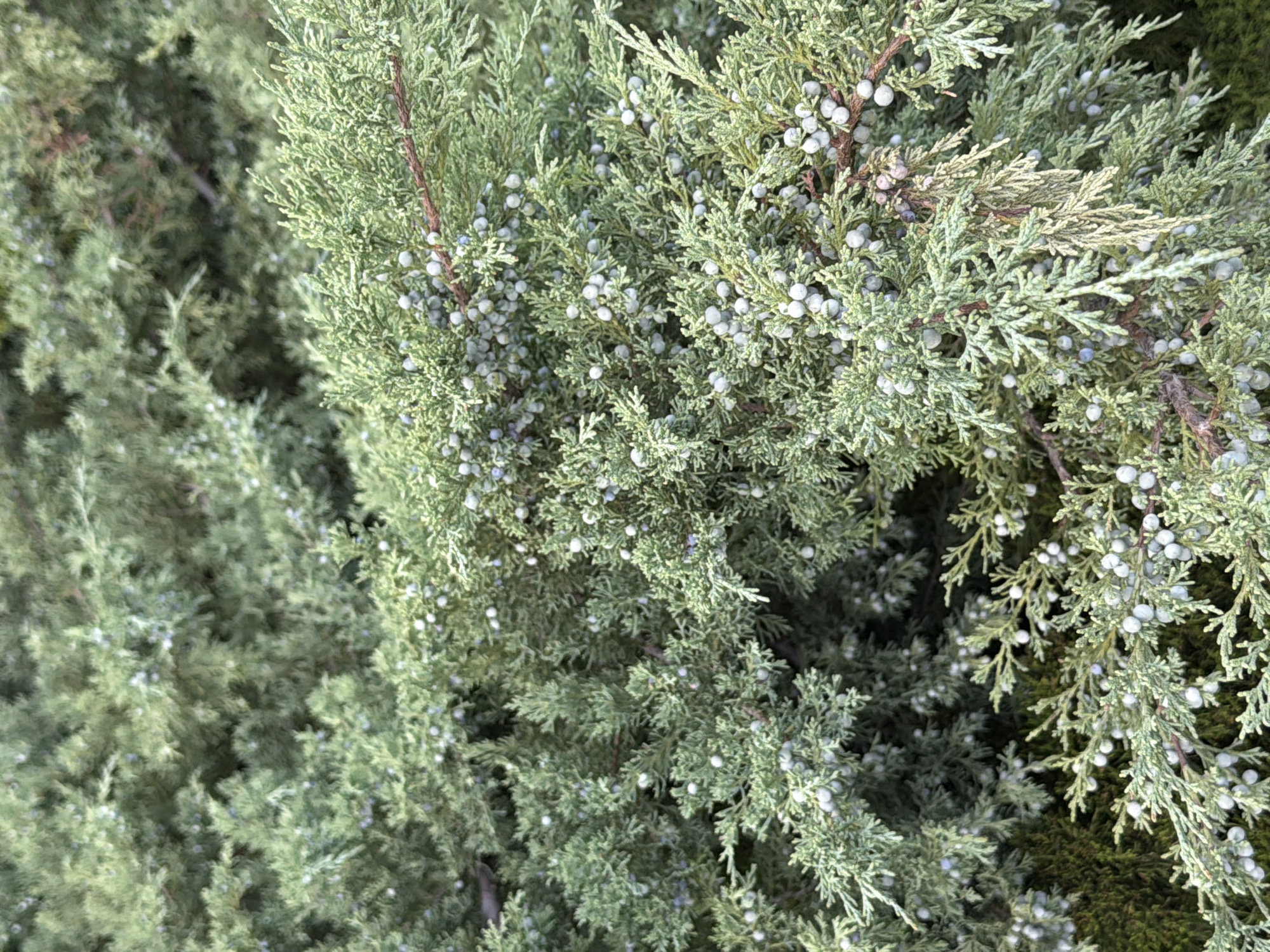 This is a close-up, eye-level, outdoor shot of a dense juniper bush with numerous small, pale blue berries. The foliage is a muted green with some lighter, almost silvery tones. The lighting suggests it is daytime. The scene is devoid of any people or man-made structures. Based on the visual information, there is no way to determine the specific location within Kyiv, Ukraine.