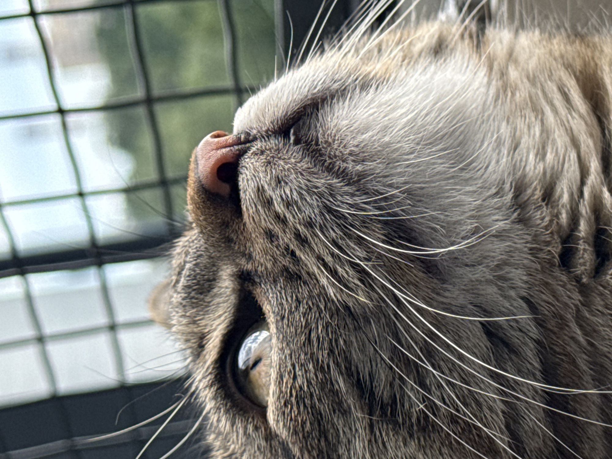 A close-up, low-angle shot captures the face of a tabby cat looking upwards. The cat's fur is a mix of grey, brown, and black stripes, with prominent white whiskers fanning out from its muzzle. The cat's right eye, with its striking gold iris and dark pupil, is clearly visible, reflecting the surrounding environment. Its pink nose is slightly damp, and its mouth is closed. In the background, a blurred grid of black metal bars is visible, suggesting the cat might be behind a fence or enclosure. Beyond the bars, the scene is out of focus, showing hints of greenery and what appears to be a pale sky, possibly indicating an outdoor setting in an urban area. The overall impression is one of curiosity and focused attention from the feline subject. The provided information does not contain any details about the city of Saint Petersburg, Russia.