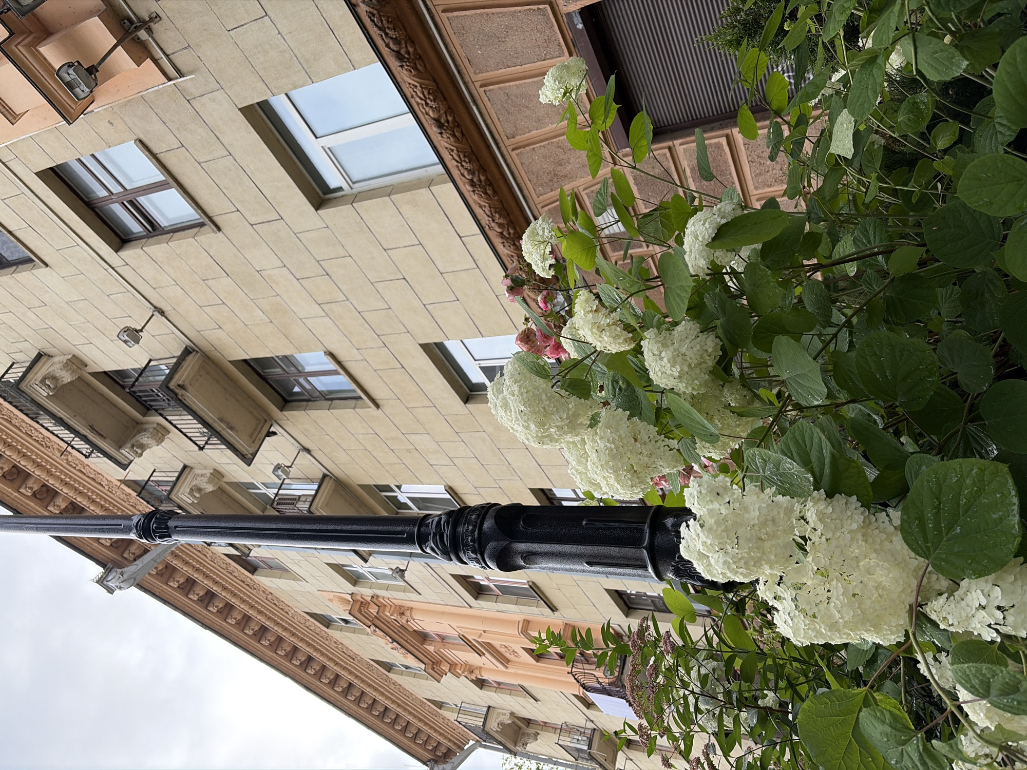 The image captures a low-angle view of a building facade and a cluster of white hydrangeas in Minsk, Belarus. A tall, black lamppost stands prominently in the foreground, its ornate design visible. The building is multi-storied with beige brickwork and decorative cornices. Several windows with dark frames are visible, along with small balconies on upper floors. A street lamp is mounted on the building's facade. The hydrangeas are lush and in full bloom, with large white flower clusters and green leaves. The sky is overcast and grey. The scene appears to be an urban streetscape, focusing on the architectural details of the building and the natural element of the flowers.