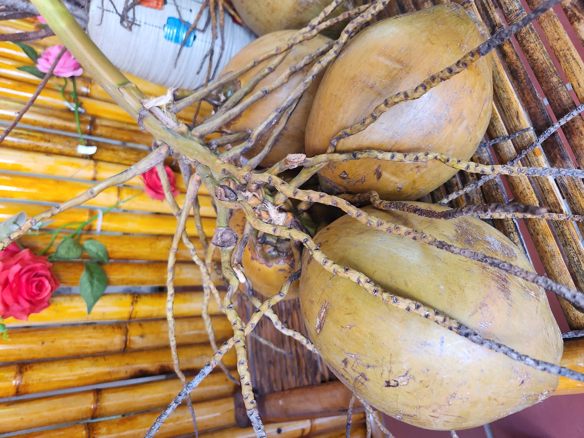 A cluster of green coconuts hangs from a stalk, some bearing the marks of ripeness. The coconuts rest on a woven mat made of what appears to be bamboo. Behind them, a background of vertically aligned bamboo stalks, some stained a golden-brown, creates a textured backdrop. Two artificial roses, one red and the other pink, are nestled amongst the bamboo. To the right, a white ceramic vase with decorative blue and orange elements is partially visible. This scene, likely in a market or roadside stall, evokes the tropical ambiance of Đà Nẵng, Vietnam, a coastal city known for its abundant fresh produce and vibrant street life.