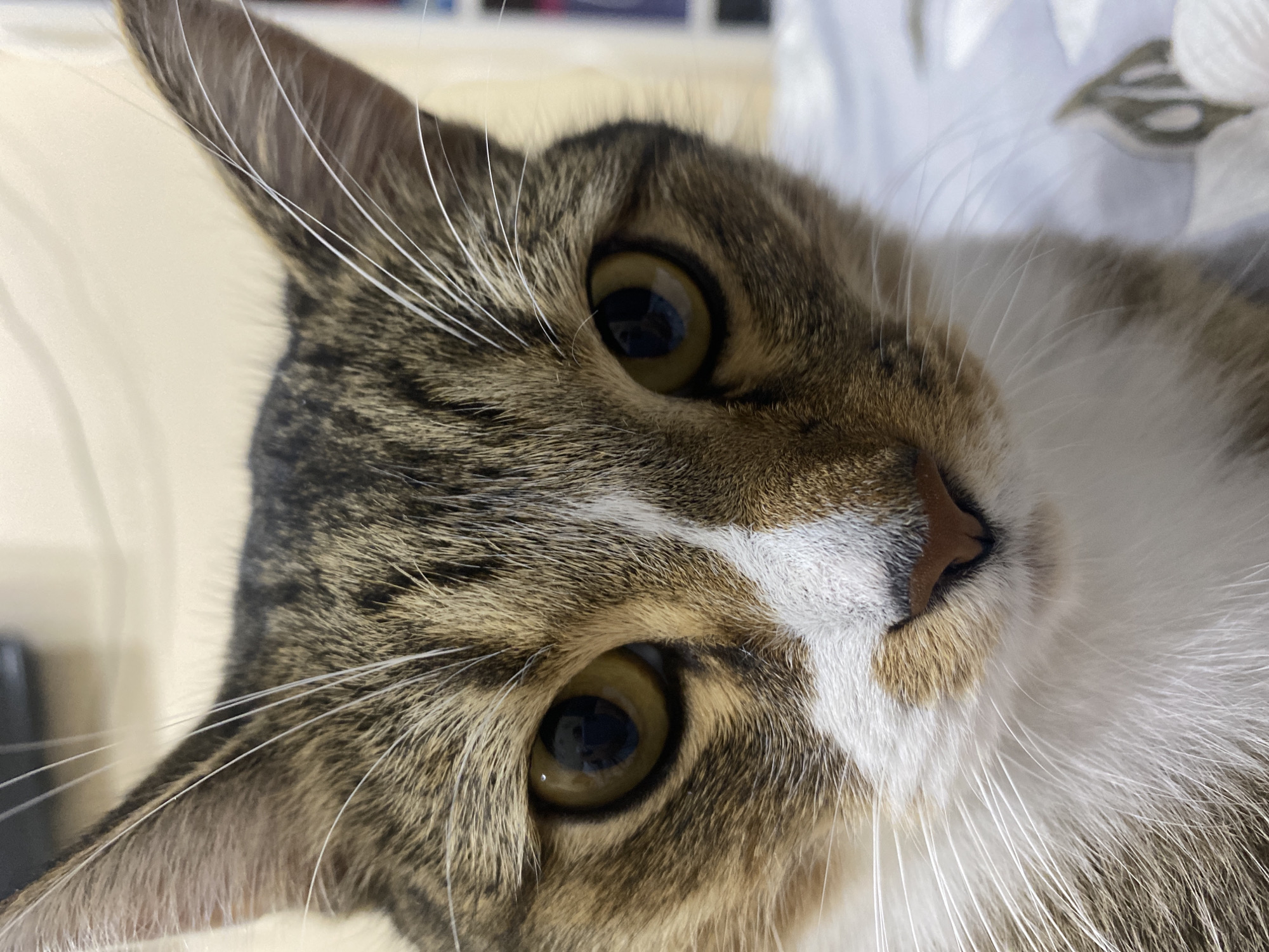 The image is a close-up, low-angle shot of a tabby cat's face. The cat has brown, black, and white fur with prominent white whiskers. Its eyes are large, round, and yellowish-green, with dark pupils. The cat's nose is small and pinkish-brown. The background is out of focus, appearing to be a light-colored, textured surface, possibly bedding or furniture, with some blurred white fabric with a floral pattern visible on the right side. The lighting suggests it is daytime, likely indoors, given the lack of harsh shadows and the soft illumination. The cat's expression is neutral. No text is visible in the image. The location context of Novokuybyshevsk, Russia, provides no specific visual cues within the image itself.