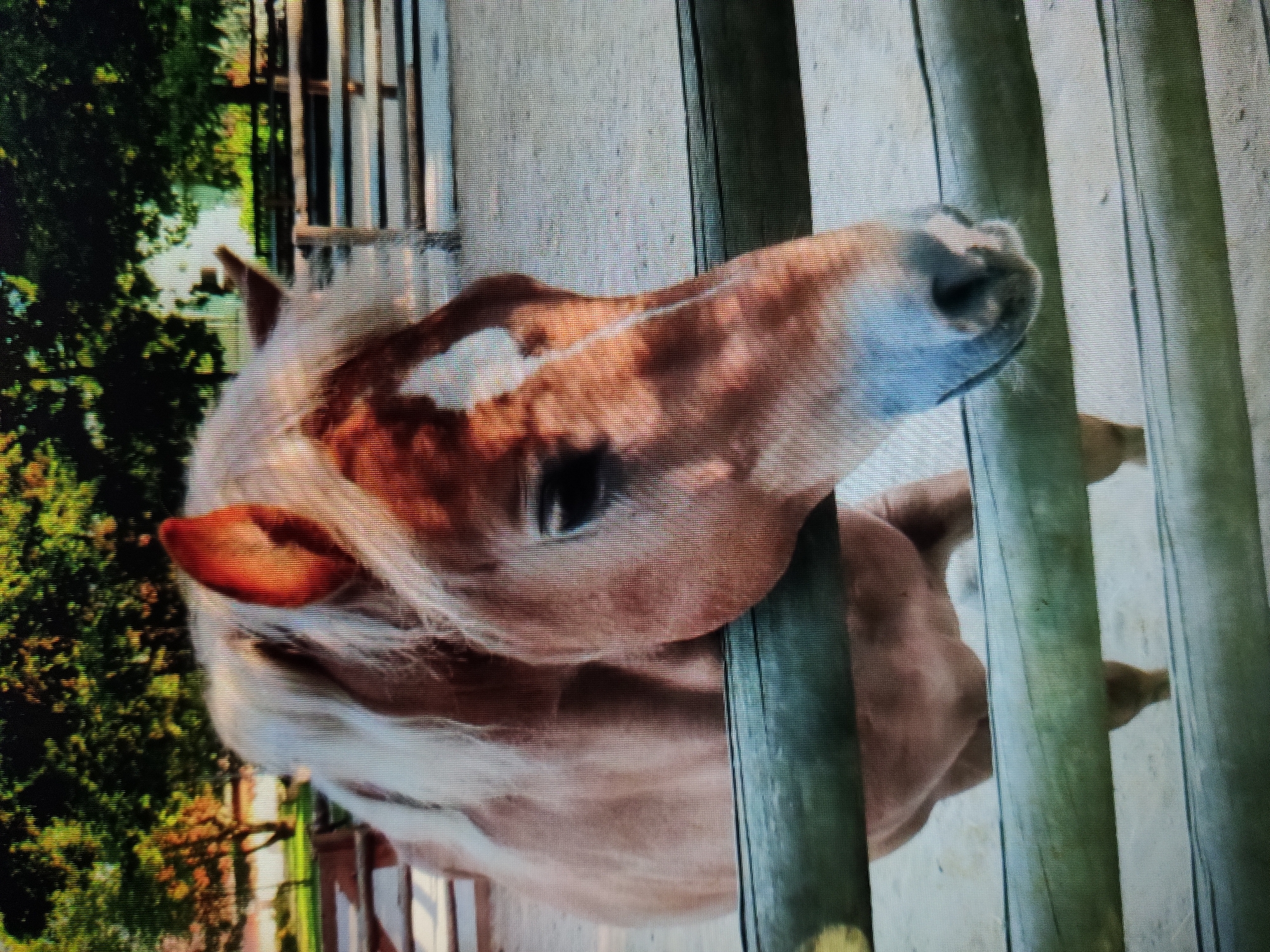 A close-up, low-angle shot features a light brown horse with a white blaze on its forehead, its head resting over a weathered wooden fence. The horse's mane is light blond. The background consists of a sandy enclosure with more wooden fences, and trees with green foliage are visible behind the fences, suggesting an outdoor environment, possibly a stable or a ranch. The image does not provide any specific details that would allow for localization within the city of Kalush, Ukraine.