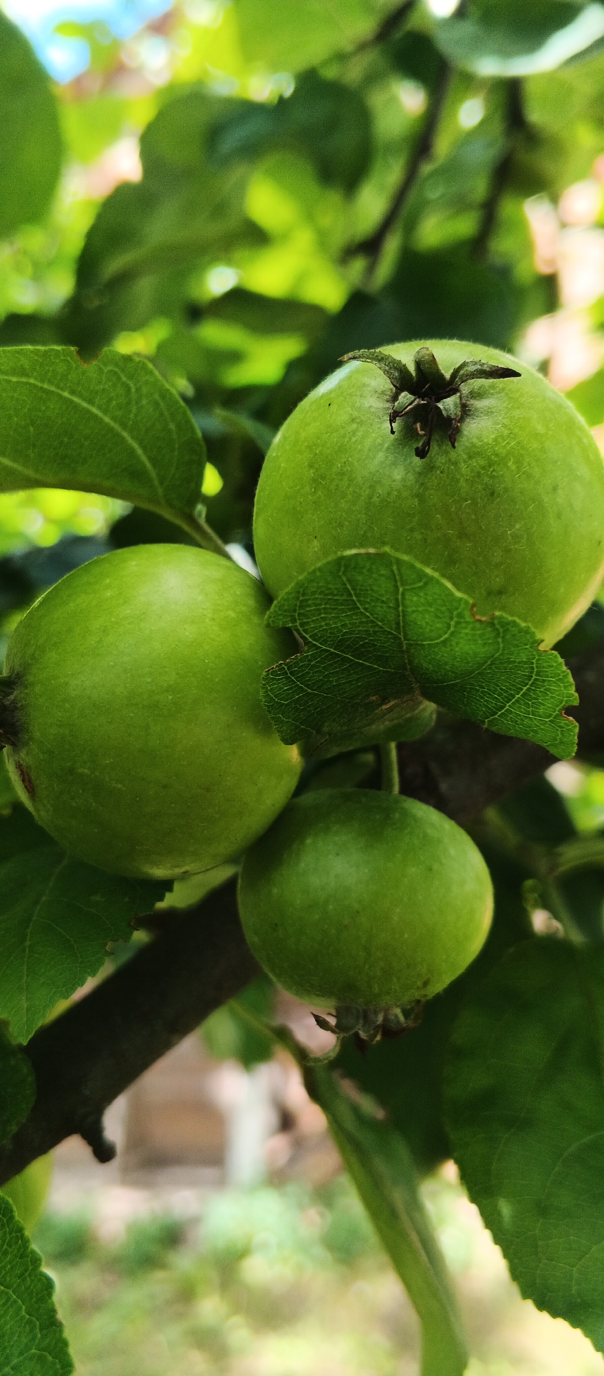 The image shows three green, unripe apples on a tree branch. The apples are various sizes, with the largest in the upper right, a medium-sized one on the left, and the smallest in the lower center. The apples are surrounded by green leaves and the branch. The background is blurred, showing hints of greenery and possibly a building. The scene appears to be outdoors in a natural setting, likely a garden or orchard.