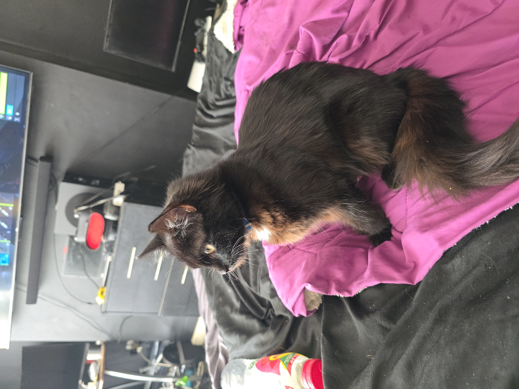 A black cat with golden eyes is sitting on a bed covered with a pink blanket. The cat is facing to the left, and its body is mostly visible. The background shows a cluttered room with furniture, electronics, and various objects. The scene appears to be indoors. There is no information available to determine the location in the city of Stockton-on-Tees, United Kingdom.