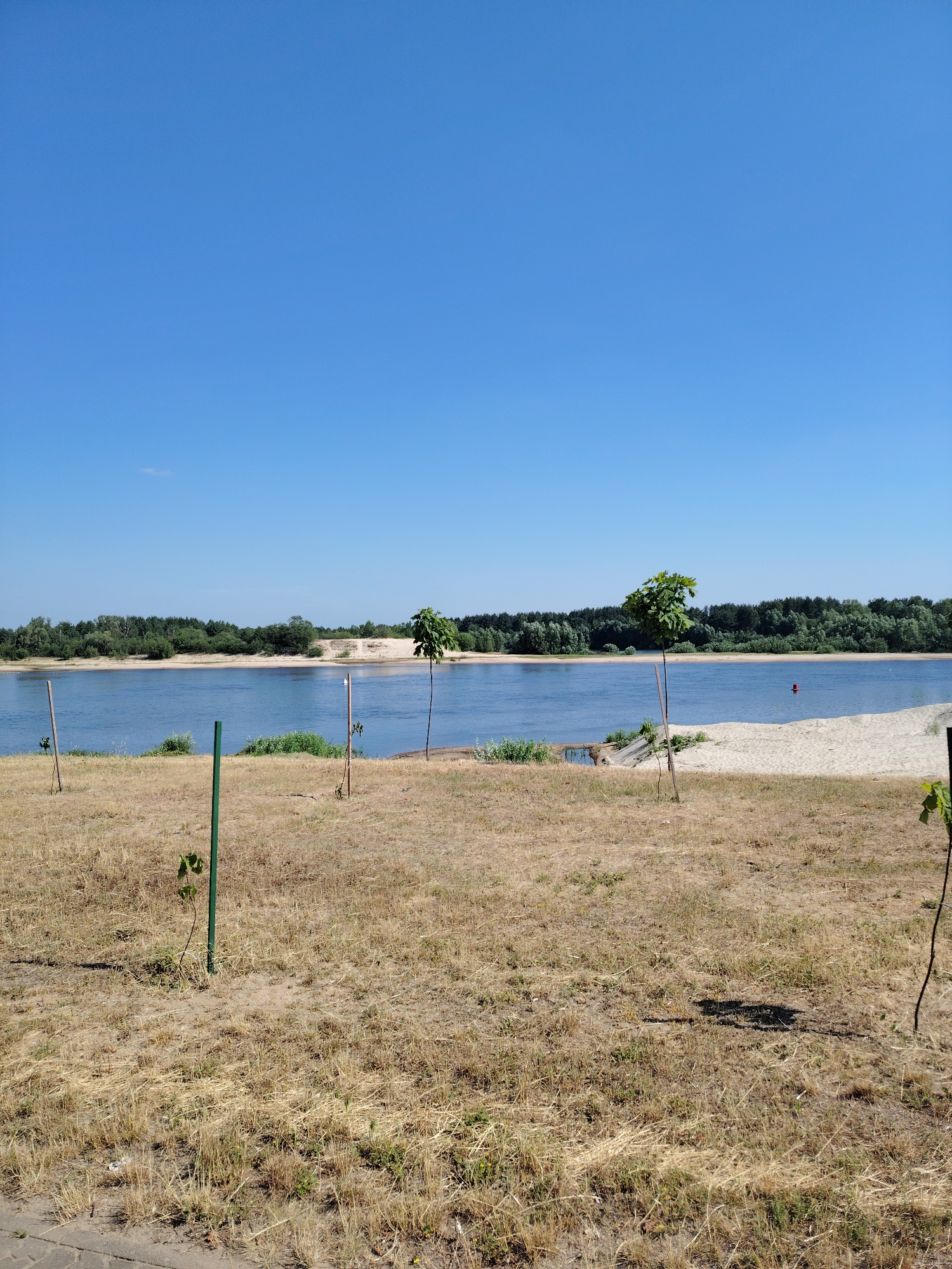 The image depicts a wide, blue river flowing under a clear, bright blue sky. The riverbanks are lined with lush green trees on the far side, creating a dense forest landscape. On the near side, there is a sandy beach area with sparse, dry, yellow grass. Several young saplings, supported by thin stakes, are planted in the grassy area. Some of these saplings appear to be newly planted, with their stakes standing vertically in the ground. The scene is tranquil and appears to be a natural landscape on a sunny day, possibly a recreational area along the Pripyat River in Mazyr, Belarus.