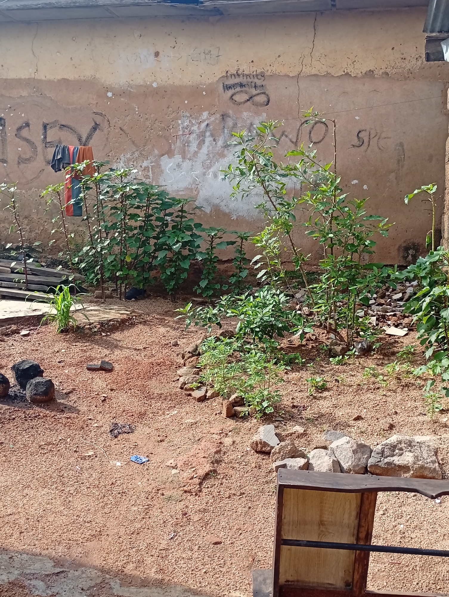 The image shows an outdoor scene in a dusty, possibly rural or undeveloped area. A weathered, beige-colored wall with graffiti and some peeling paint serves as the backdrop. Clothes, a red and blue striped towel or garment, are hanging on a clothesline against the wall. Several young trees and bushes are growing in a patch of dry, reddish-brown dirt. In the foreground, there are some dark, irregular-shaped rocks, possibly charcoal or volcanic rock, arranged on the ground. Further back, to the right of the plants, a small, dark animal, possibly a cat or small dog, is partially visible lying down in the dirt. A piece of blue and white material, possibly trash, is on the ground in the lower-middle section of the image. To the far right, a portion of a wooden object, possibly a chair or bench with metal supports, is visible. The overall impression is one of a somewhat neglected or impoverished environment.