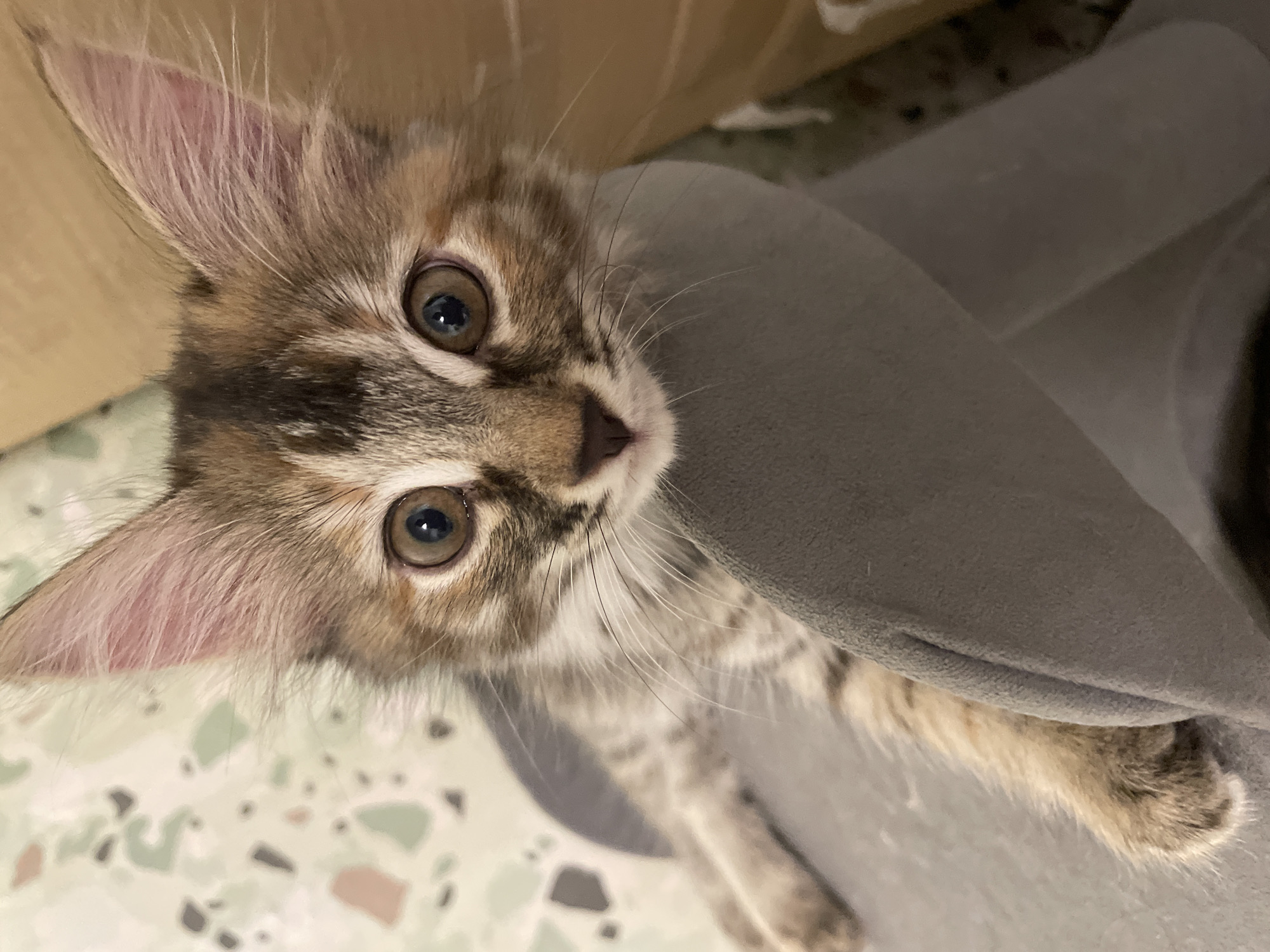 An extreme close-up, overhead shot shows the face of a tabby kitten nestled against a grey fabric surface. The kitten's large, wide eyes are a golden brown and stare directly at the camera. Its ears are pointed and alert, with visible pink inner tissue and fine, light brown fur. The kitten has a striped brown and tan coat with white accents around its nose and eyes. Its whiskers are long and white. The background is blurred, with a pale green and speckled pattern visible to the left, and a warm brown, possibly cardboard, surface to the right. A portion of the kitten's body, showing its fur and paw, is partially visible beneath the grey fabric in the lower left and center of the frame. The lighting is soft, casting a gentle glow on the kitten's face.