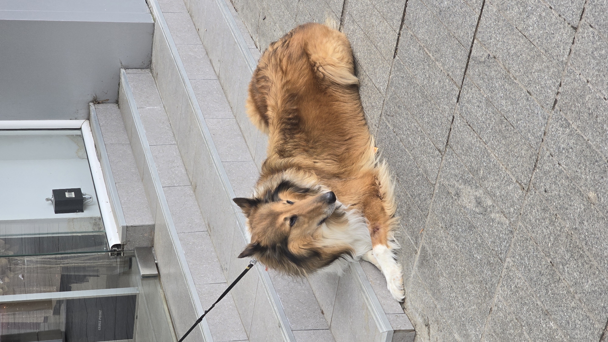 A medium-sized, long-haired dog lies on a set of concrete stairs next to a building. The dog is predominantly brown and tan, with white markings on its paws and chest. It is attached to a black leash. The stairs lead up to a glass-fronted building, and there is a section of paved stone to the right of the stairs. A small black box is visible on the building's wall near the glass door. The location is suspected to be in Stara Zagora, Bulgaria.
