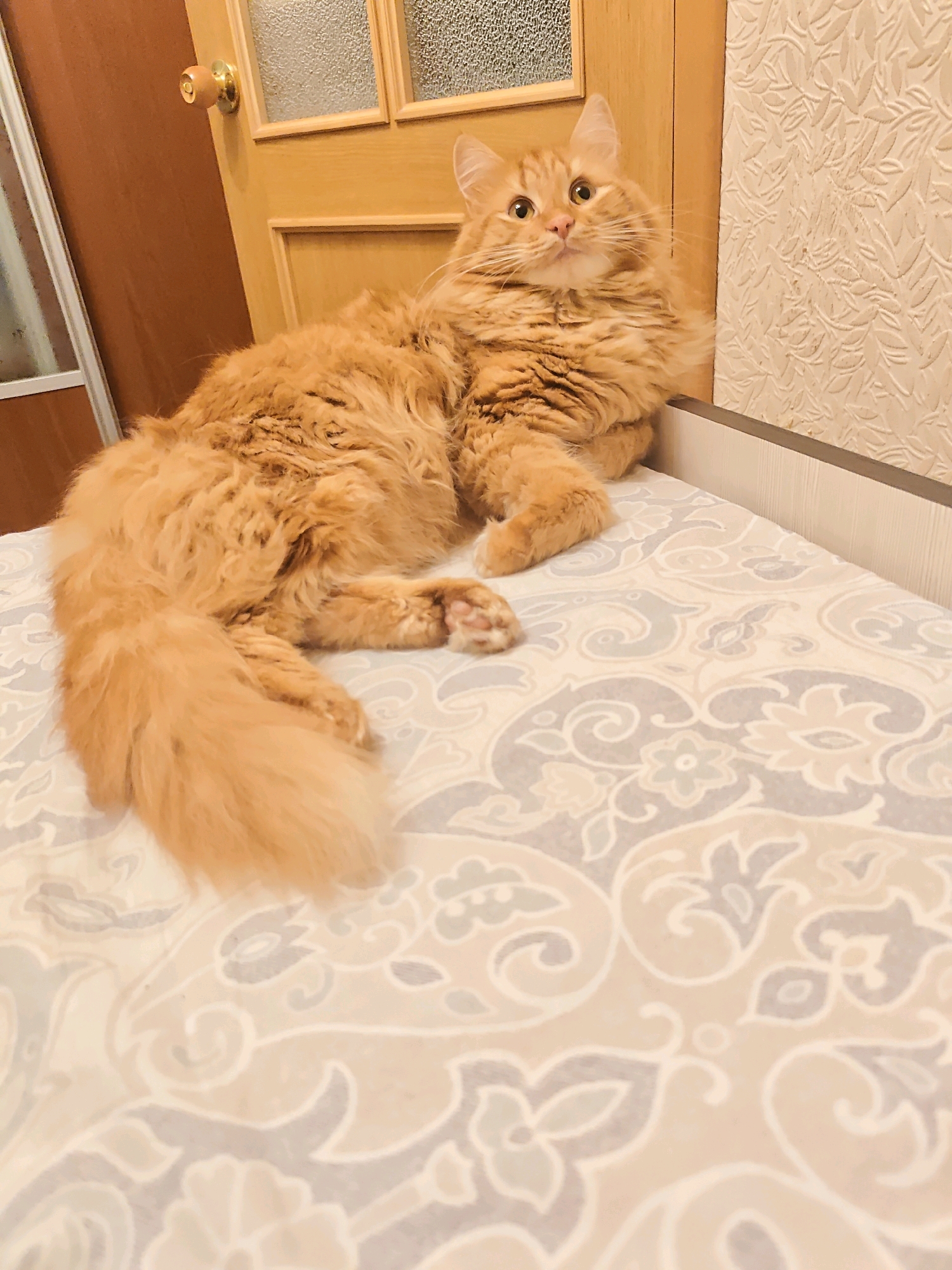 An orange cat is lying on a bed with a patterned duvet. The cat is facing the camera and looking upwards. The cat has long fur and a bushy tail. The background shows a wooden door with a glass panel, a doorknob, and a textured wall. The scene appears to be indoors. There is no information in the image that indicates the location is in Arkhangelsk, Russia.