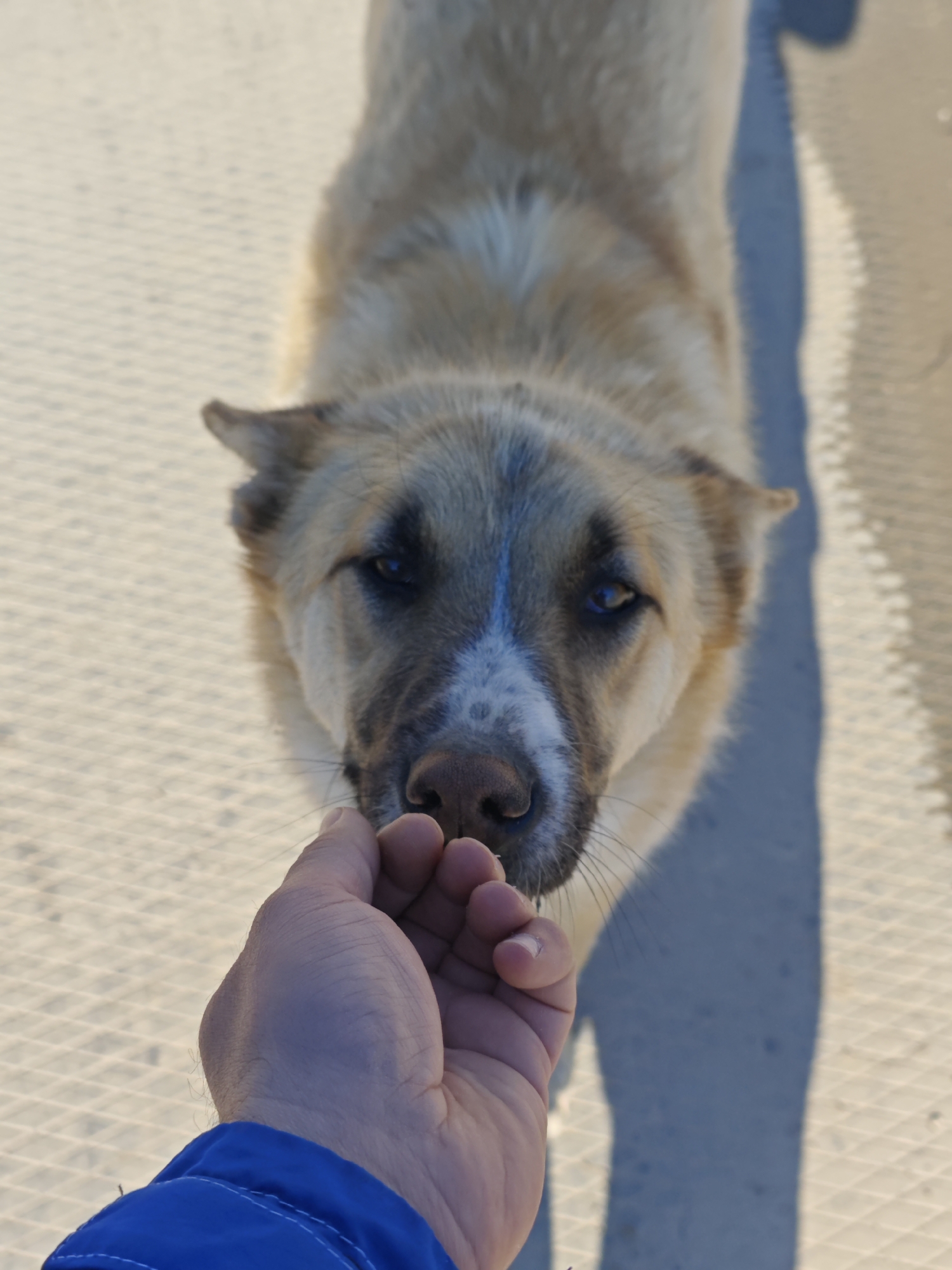 A close-up shot shows a tan and white dog with a dark nose looking directly at the camera. A human hand is extended towards the dog's mouth, seemingly offering food. The dog has a blue streak between its eyes. The background is a pale, patterned surface. A shadow of the person and dog is visible on the right. The lower left corner shows a blue jacket sleeve. The location is Unknown, Russia.