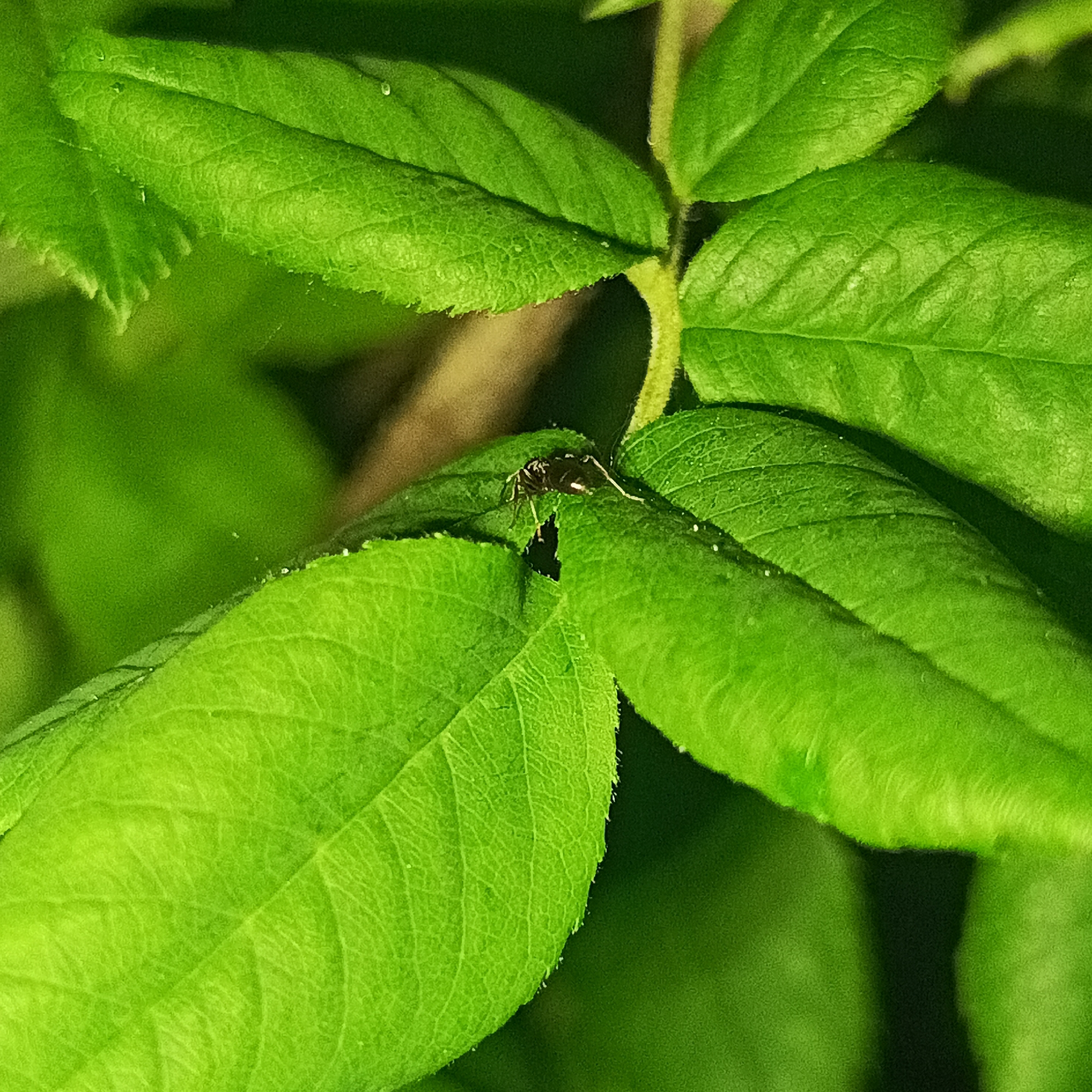 A close-up, high-angle shot shows a small, dark insect with prominent antennae perched on a vibrant green leaf. The leaf has visible veins and a slightly serrated edge. The insect is positioned slightly off-center to the left. The background is blurred, consisting of more green foliage and a hint of brown from a stem or branch. The lighting suggests it might be an outdoor scene, possibly in a garden or natural setting. The image provides no information that can be used to determine its location in Марковский, Russia, or any other specific geographical location.