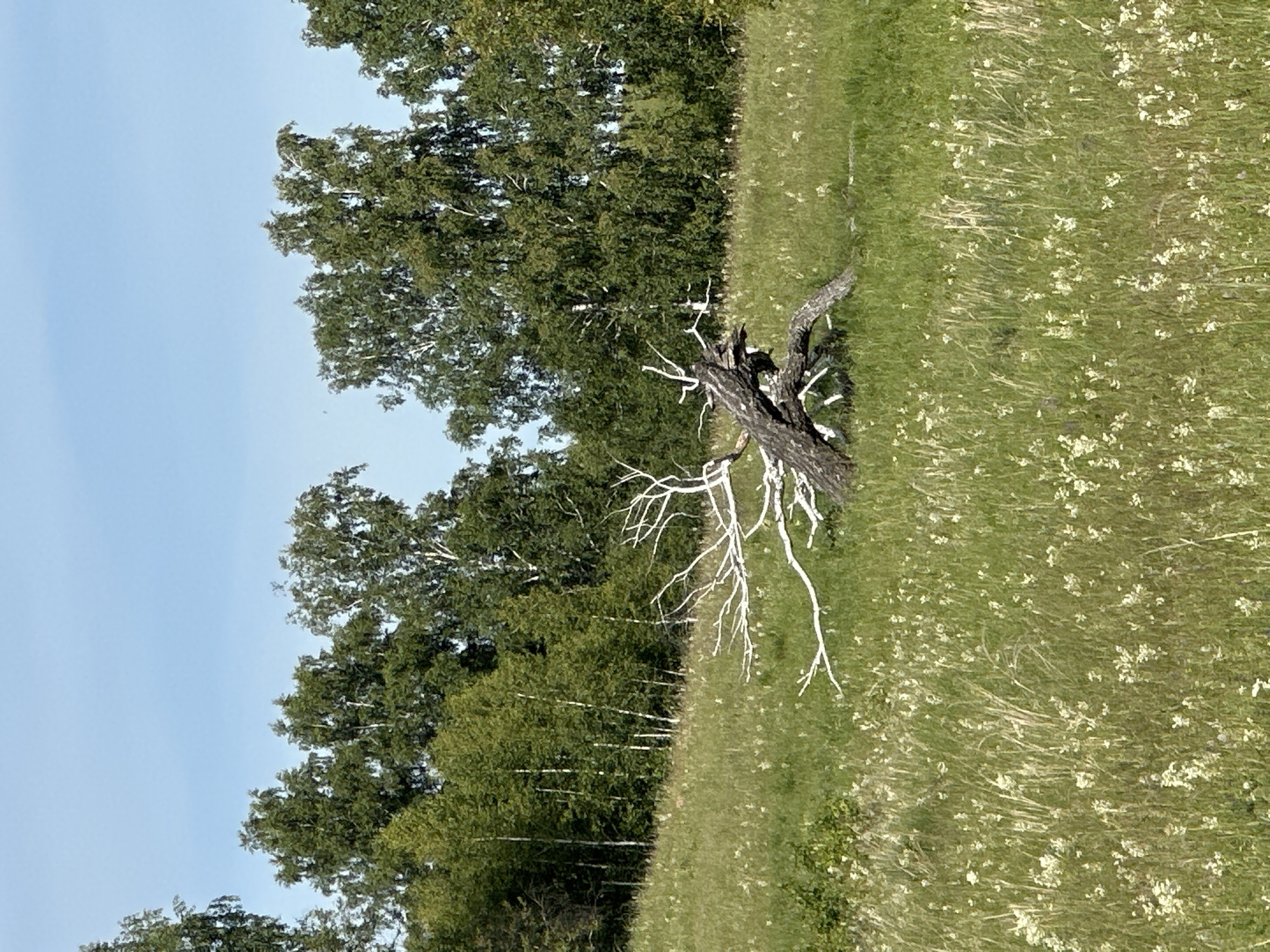 The image depicts a natural outdoor scene, likely a field or meadow adjacent to a wooded area. The primary subjects are trees, a dead tree stump, and a grassy field dotted with small white flowers. The trees are predominantly green and leafy, suggesting it is springtime or summer. The dead tree stump is prominently featured in the center-right of the frame, its gnarled, white branches reaching outwards, creating a stark contrast with the surrounding greenery. The field is covered in lush green grass, interspersed with numerous small white wildflowers, giving it a textured and vibrant appearance. The sky is a clear, pale blue, indicating fair weather, and the lighting suggests it is daytime, likely mid-morning or afternoon. There are no people or animals visible in the image, and no text is present. The overall impression is one of a peaceful, untamed natural landscape.