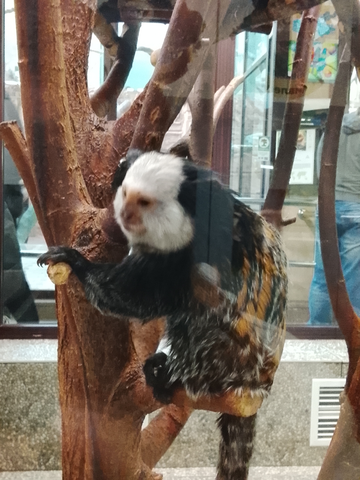 A Geoffroy's marmoset sits on a branch in what appears to be an indoor enclosure. The marmoset is black and brown, with a white face. It holds a small object in its hand. The enclosure is surrounded by brown artificial trees and branches. Outside the enclosure, a person wearing jeans is visible, along with a display of signs and graphics on the wall. The background includes a light-colored wall, a vent, and a reflection in the glass of the enclosure. The image was taken at the Izhevsk Zoo in Izhevsk, Russia.