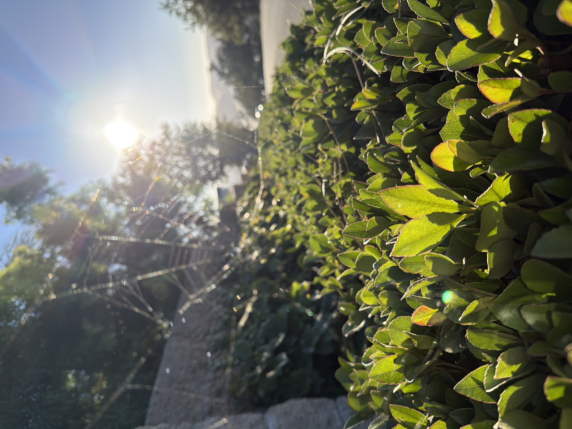 In Aliso Viejo, California, United States of America, a close-up shot focuses on the foreground of lush green foliage, with sunlight backlighting the leaves and casting shadows. In the mid-ground, a delicate spiderweb, glistening with dew or moisture, is visible amongst the leaves and extends towards a stone wall on the left. Beyond the foliage and spiderweb, the scene opens up to a road and a slightly hazy, sun-drenched landscape with rolling hills in the distance under a bright sky. The sun, positioned in the upper right quadrant, emits strong rays, creating a lens flare effect.