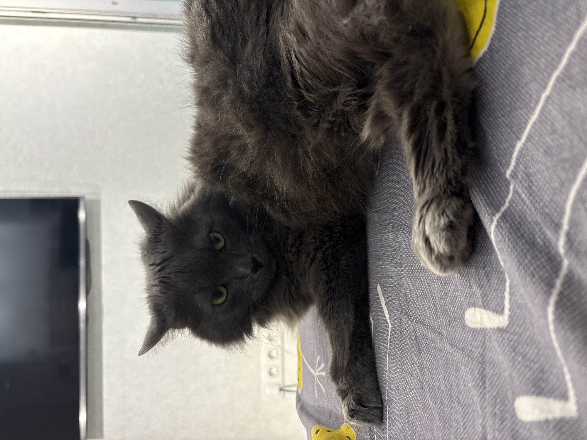 A fluffy, dark gray cat with bright green eyes is lying on a patterned gray and yellow blanket. The cat's ears are pointed upwards. The background appears to be an indoor setting with a dark television screen mounted on a white wall. Electrical outlets are visible on the wall behind the cat. The lighting is soft, suggesting an indoor environment. There are no people or any other animals visible in the image. The image is a close-up shot of the cat, with the background slightly out of focus. It is not possible to determine the exact location in Vladivostok, Russia from the provided image.
