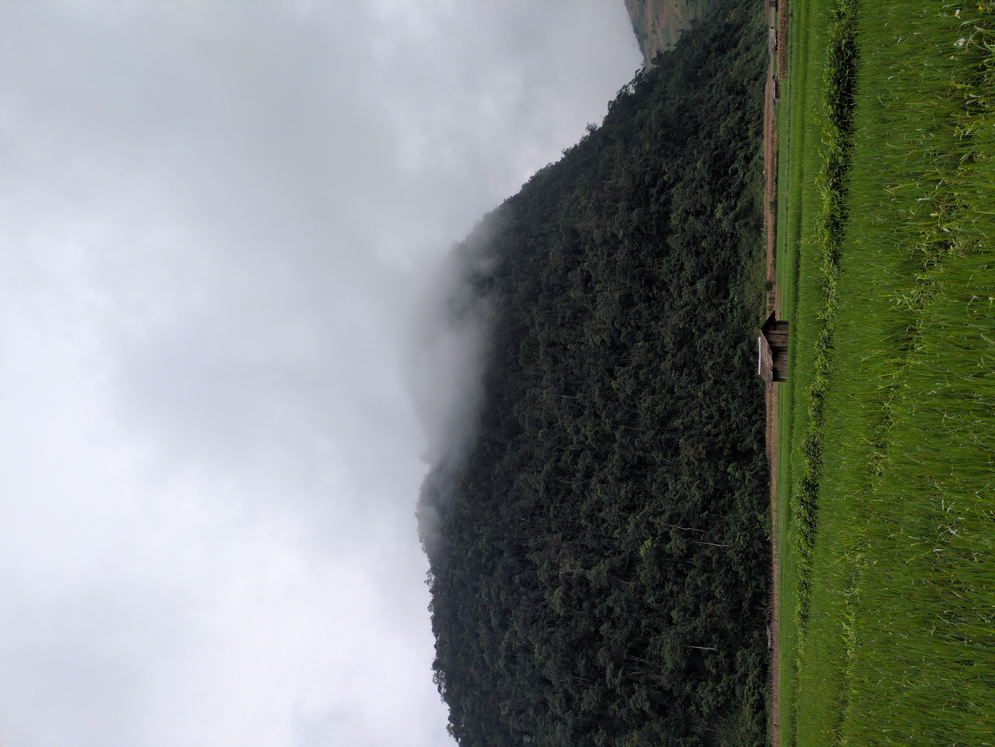 The image captures a lush, green rice field in Quản Bạ Commune, Vietnam, under a cloudy, overcast sky. The field occupies the foreground, with rows of vibrant green rice stalks stretching towards the horizon. In the middle ground, a small, rustic wooden hut with a thatched roof sits amongst the fields. Further in the background, a dense, verdant mountainside rises steeply, its peak partially obscured by wisps of fog. The mountain is heavily forested, appearing dark and rich with vegetation. To the far right, the slope of another hill is visible, with lighter vegetation suggesting a drier terrain. The overall impression is one of a serene, natural landscape in rural Vietnam.