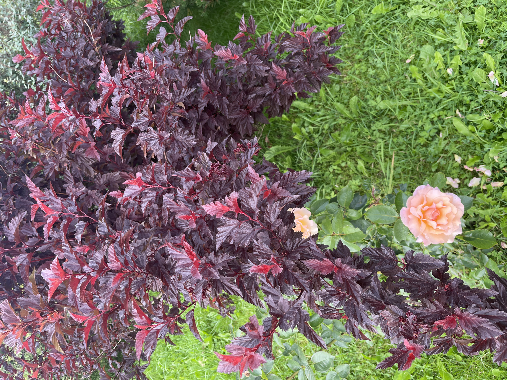 A cluster of dark red, leafy branches of a shrub dominates the center of the frame. The shrub's leaves are serrated and have a velvety texture, with some new growth exhibiting a brighter red hue. Two light peach-colored roses, one in full bloom and another slightly less open, are nestled amongst the lower branches of the shrub, their petals appearing soft and delicate. The ground is covered in lush, green grass, with patches of clover and other small plants interspersed. The scene is bathed in natural daylight, casting soft shadows. The image appears to be taken outdoors in a garden setting, likely in Vladimirovka, Russia. There are no people or animals visible in the frame.