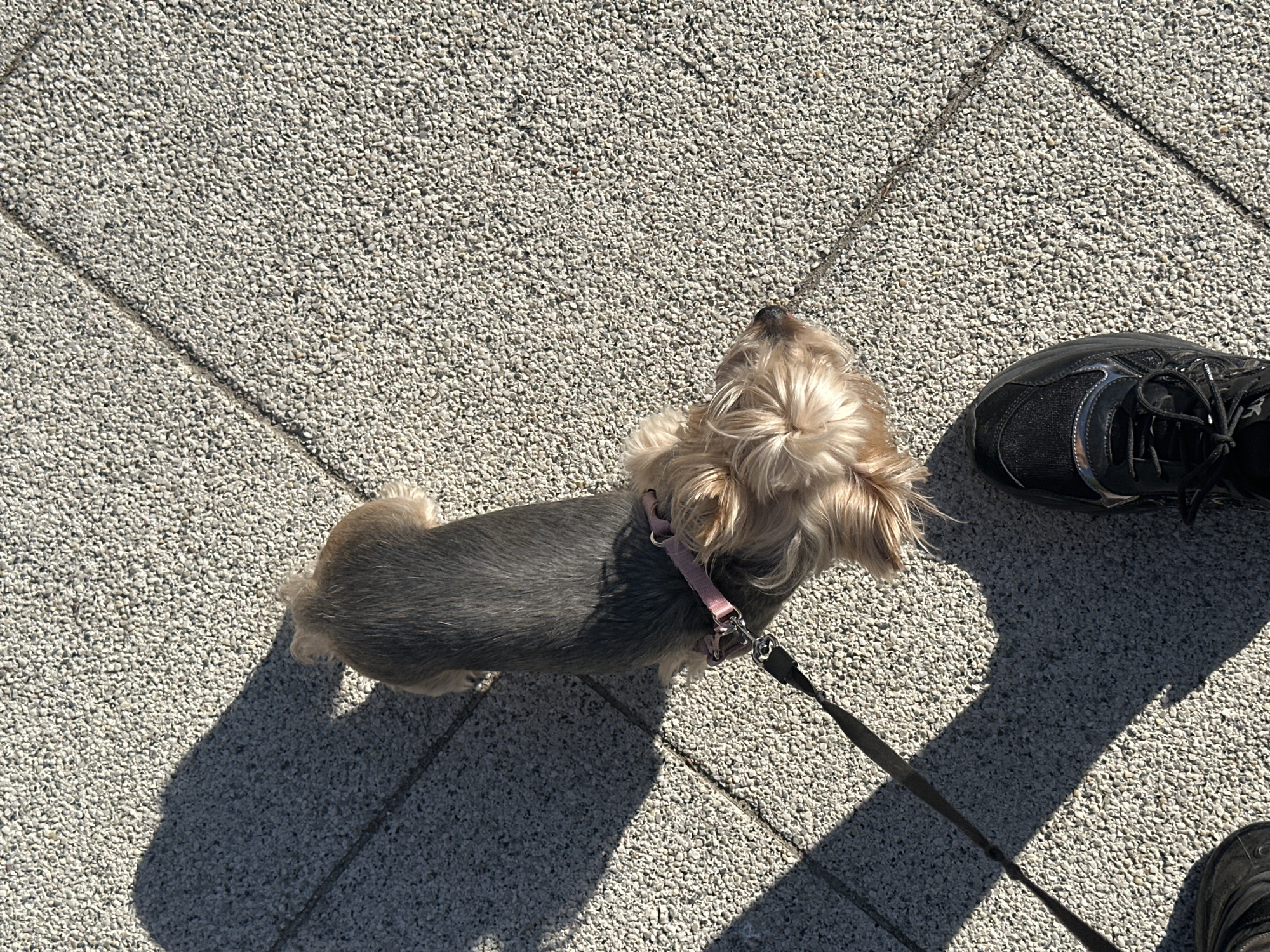 A high-angle shot depicts a small, light-brown and grey Yorkshire Terrier dog on a light grey stone-paved surface. The dog is wearing a light pink harness and leash. The leash extends towards the lower right corner of the image where a person's black shoe is visible. Harsh sunlight casts shadows to the left and lower right of the frame. The location is possibly Montana, Bulgaria.