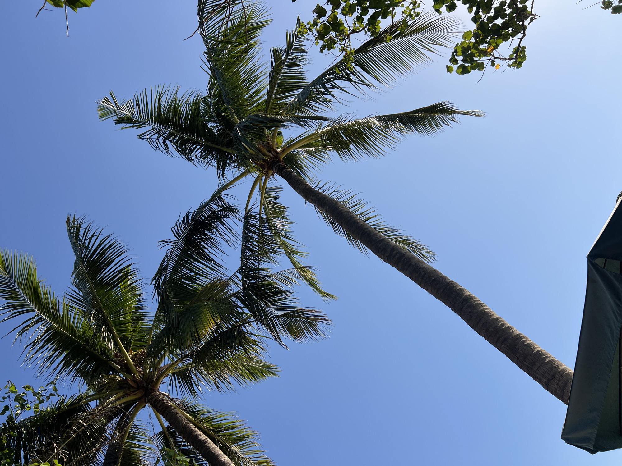In Kuta, Indonesia, two tall palm trees with full, green fronds extend towards a clear blue sky. The sun casts shadows on the leaves, and one tree trunk leans across a dark green tarp in the foreground.