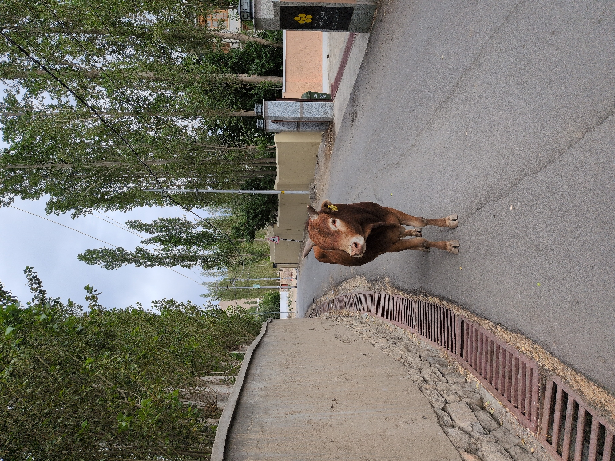 A brown cow stands in the middle of a paved road in the city of Leh, India. The cow is facing the camera and its head is tilted slightly to the left. It has a yellow tag in its left ear. The road is lined with tall, slender trees on both sides. To the left of the road, there is a concrete wall with a stone base. A metal grate runs alongside the wall. To the right of the road, there is a building with a sign that says "HOTEL DERLING." The sky is overcast.