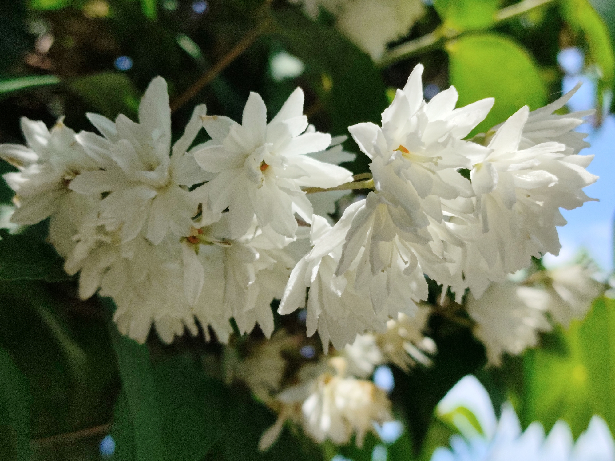 This close-up, eye-level shot focuses on a cluster of white, double-petaled flowers, likely a species of Deutzia, blooming on a branch. The flowers are densely packed, creating a soft, voluminous appearance. Each individual blossom features multiple layers of delicate, pointed petals, with hints of yellow or orange at their centers. The sunlight illuminates the petals, creating highlights and casting soft shadows, suggesting it is daytime, possibly late morning or early afternoon given the brightness.
Behind the prominent cluster of white flowers, out-of-focus green leaves and branches form a natural backdrop. The blurred foliage indicates a garden or natural setting. In the upper right portion of the image, a patch of bright blue sky is visible, suggesting clear weather. The overall impression is one of natural beauty and the vibrant bloom of springtime or early summer flora. There are no people, text, or specific location cues within the image itself, beyond the general context of a plant in bloom. The style is macro photography, emphasizing the intricate details of the flowers. The scene evokes a sense of tranquility and the simple beauty of nature.
