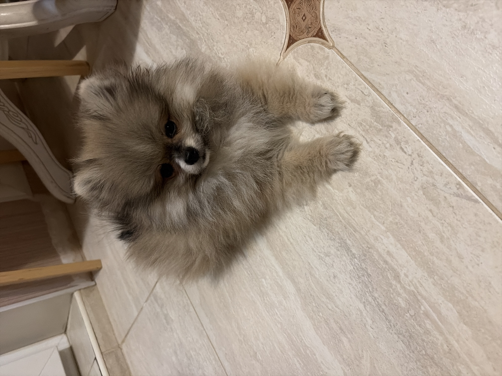 A fluffy Pomeranian dog, exhibiting a multi-tonal tan and cream coat with darker accents, lies prone on a light-colored tiled floor. Its dark eyes and snout are directed towards the viewer. The floor consists of rectangular, light beige tiles with a subtle marble pattern, separated by light grout lines. A decorative, dark patterned tile is partially visible in the bottom right. In the background, light wooden furniture legs, one with carved details, are present, alongside a light-colored wall or doorway and a raised threshold in the upper left. The scene depicts an indoor domestic environment. No visual markers within the frame allow for the identification of a specific location within Saint Petersburg, Russia.