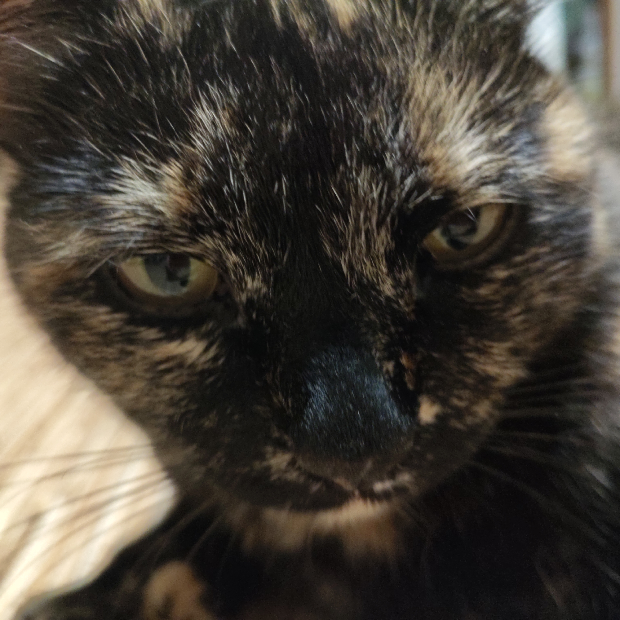 An extreme close-up of a tortoiseshell cat's face is presented, focusing on its eyes and fur. The cat's fur displays a mottled pattern of black, brown, and hints of orange. Its eyes are large and expressive, with pupils visible within the irises. The image is tightly cropped, with only a portion of the cat's head visible, emphasizing the textures and colors of its coat and the details of its facial features. There are no other discernible objects or environmental details in the frame.