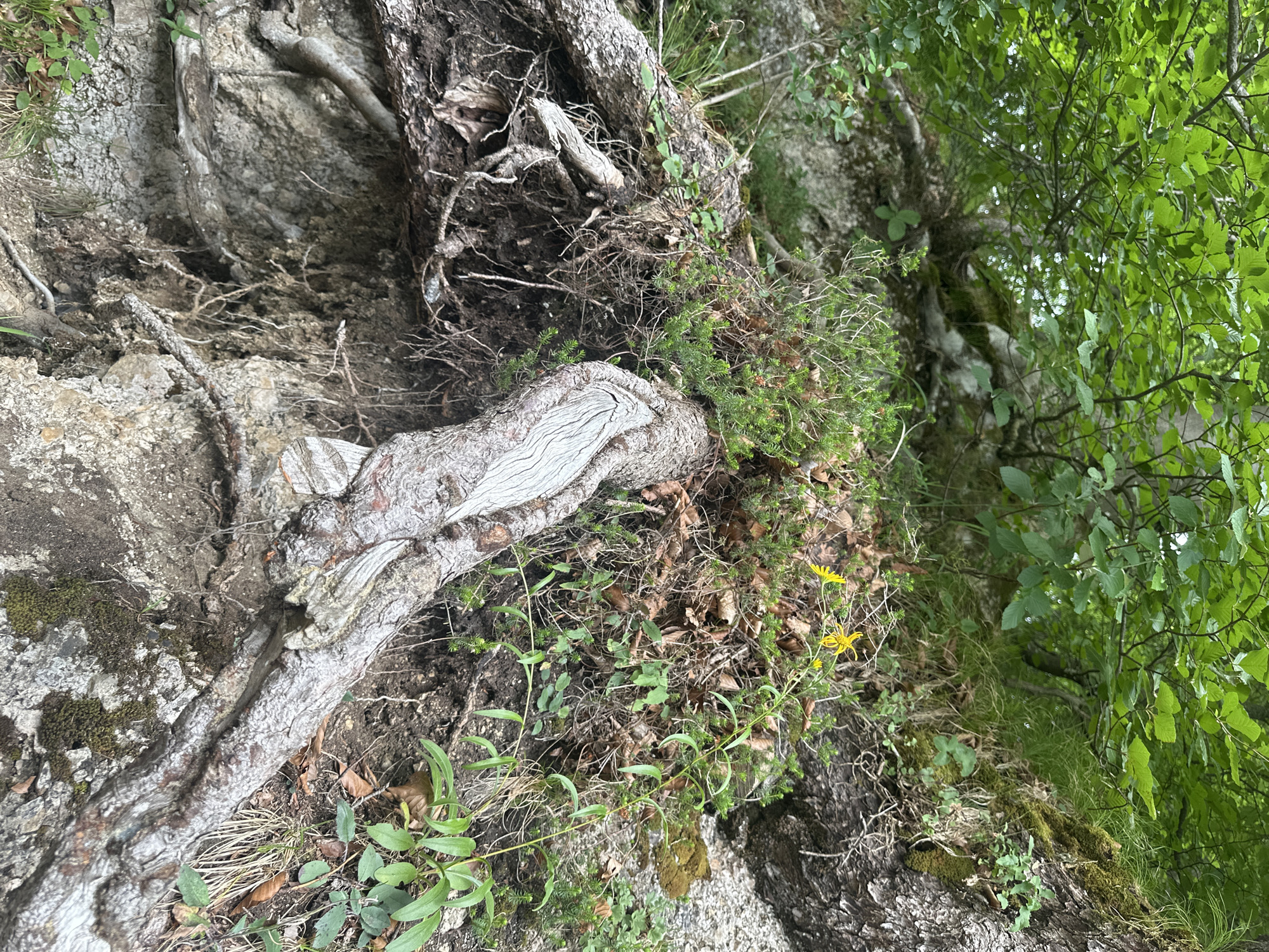 The media file captures a close-up view of exposed tree roots and surrounding undergrowth in a natural setting. The subjects are the gnarled, weathered roots of a large tree, intertwined with soil, rocks, and various green plants. Some of the roots are thick and woody, while others are finer and more delicate. There are also small green plants with thin stems and leaves, as well as patches of moss growing on the rocks. A few dry leaves are scattered on the ground. Two small yellow flowers with multiple petals are visible among the greenery. The overall scene appears to be a forest floor or a steep, rocky incline where the soil has eroded, revealing the root system.
There is no apparent activity or event taking place, as the image focuses on a static natural scene.
Notable details include the textures of the bark, rock, and soil, suggesting an outdoor, possibly damp environment. The lighting appears natural, indicative of daytime, with no strong shadows that would suggest a specific time of day. The presence of moss and vibrant green foliage hints at a temperate climate, possibly a forest or wooded area. The location cues are limited to the general description of a natural environment with trees and rocky terrain, consistent with the provided location context of Kufstein, Austria. No emotions are conveyed as there are no people or animals present.
There is no visible text in the media file.