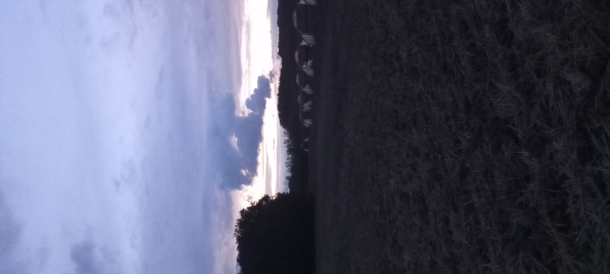 The image depicts an outdoor scene at dusk, likely in a rural or semi-rural area near Dortmund, Germany. The sky is filled with a dramatic display of clouds, with shades of purple and gray dominating, suggesting either twilight or an approaching storm. The ground in the foreground is covered in dry, matted vegetation, possibly harvested fields. In the middle ground, a line of greenhouse-like structures is visible, silhouetted against the horizon. These structures appear to be abandoned or in disuse, with some showing signs of decay. To the left, a large, dark mass of trees or foliage forms a dense shadow. The overall impression is one of desolation and the end of daylight. There are no people or animals visible in the scene, and no actions are taking place.