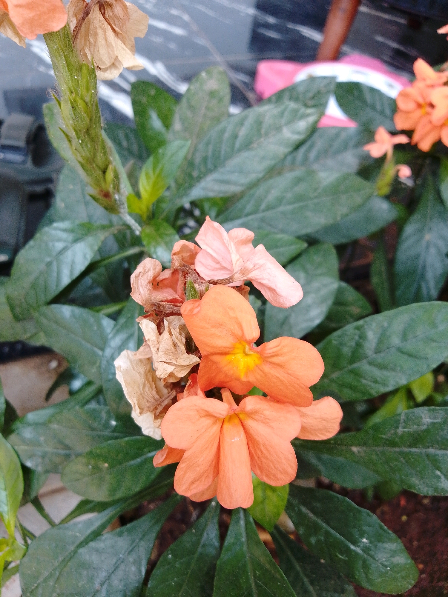A close-up, overhead shot captures a cluster of orange and dried flowers with vibrant green foliage in Cikal, Indonesia. The flowers, some in bloom and others withered, are the central focus. The green leaves, broad and glossy, create a lush backdrop. The image is taken at a ground-level perspective, hinting at a garden or natural setting within the city. The lighting appears to be natural daylight, creating soft shadows. The scene is still and devoid of any human presence or activity. The background shows a hint of dark soil and possibly other vegetation out of focus, reinforcing the naturalistic setting.