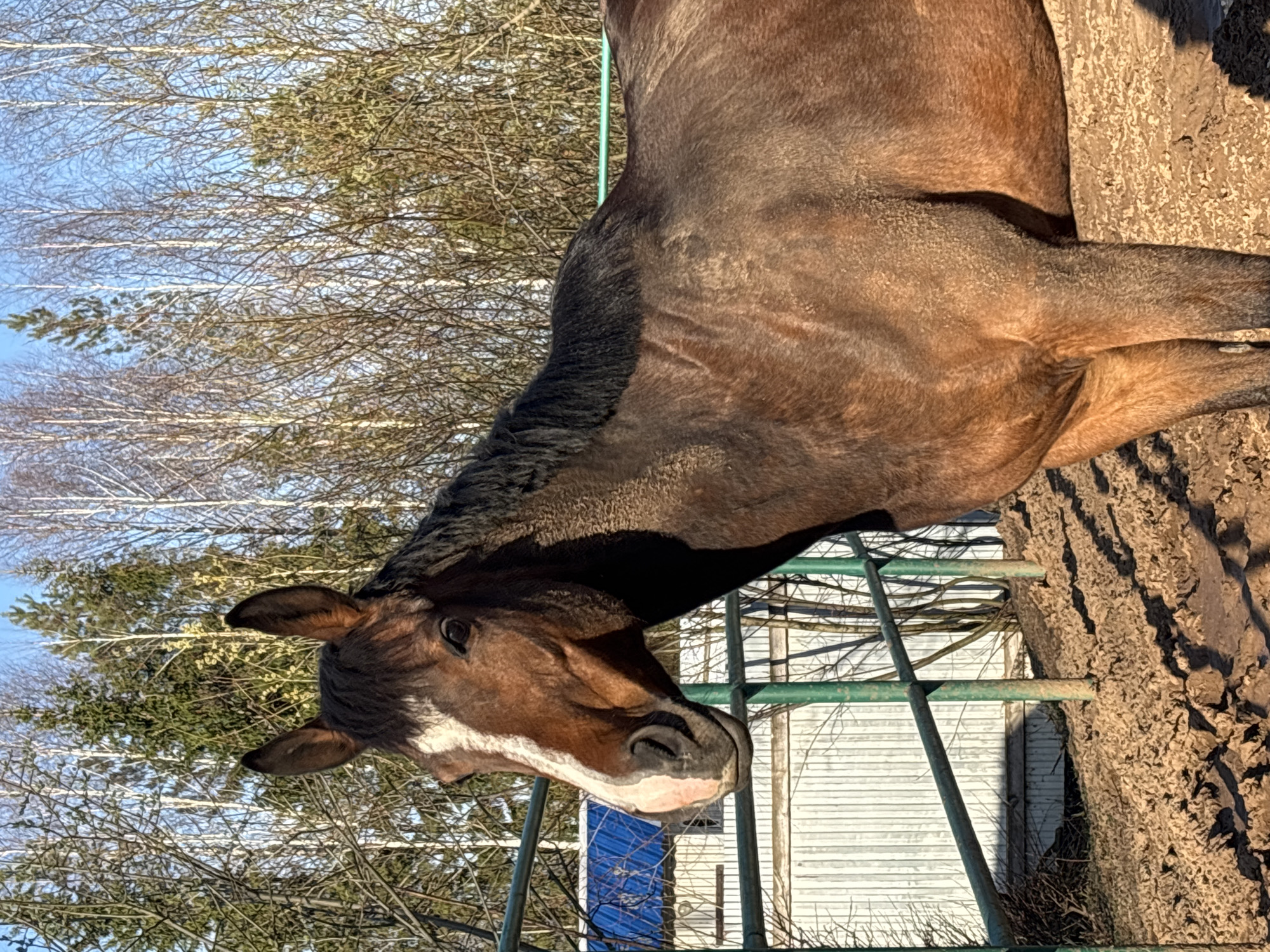 A brown horse with a black mane and tail, and a distinctive white blaze on its face, stands in an outdoor enclosure. Its head is lowered, and its expression appears calm. The horse's coat shows variations in shade, suggesting texture and perhaps remnants of a winter coat.
The horse is positioned behind a green metal fence, which spans across the middle ground of the image. The ground within the enclosure is rough, uneven, and muddy or dirt-covered, with strong shadows cast by the fence and potentially the horse itself.
In the background, a cluster of trees, predominantly bare deciduous trees with light-colored bark (resembling birches), stand against a clear, bright blue sky. Interspersed among these are some evergreen trees with green foliage. Further back, on the right side of the image, a white-sided building, possibly a barn or shed, is partially visible.
The scene is illuminated by bright sunlight, indicating daytime. The bare trees suggest the season is late winter or early spring in a rural setting, consistent with the location context of Русский Вожой, Russia. There is no visible text in the image.