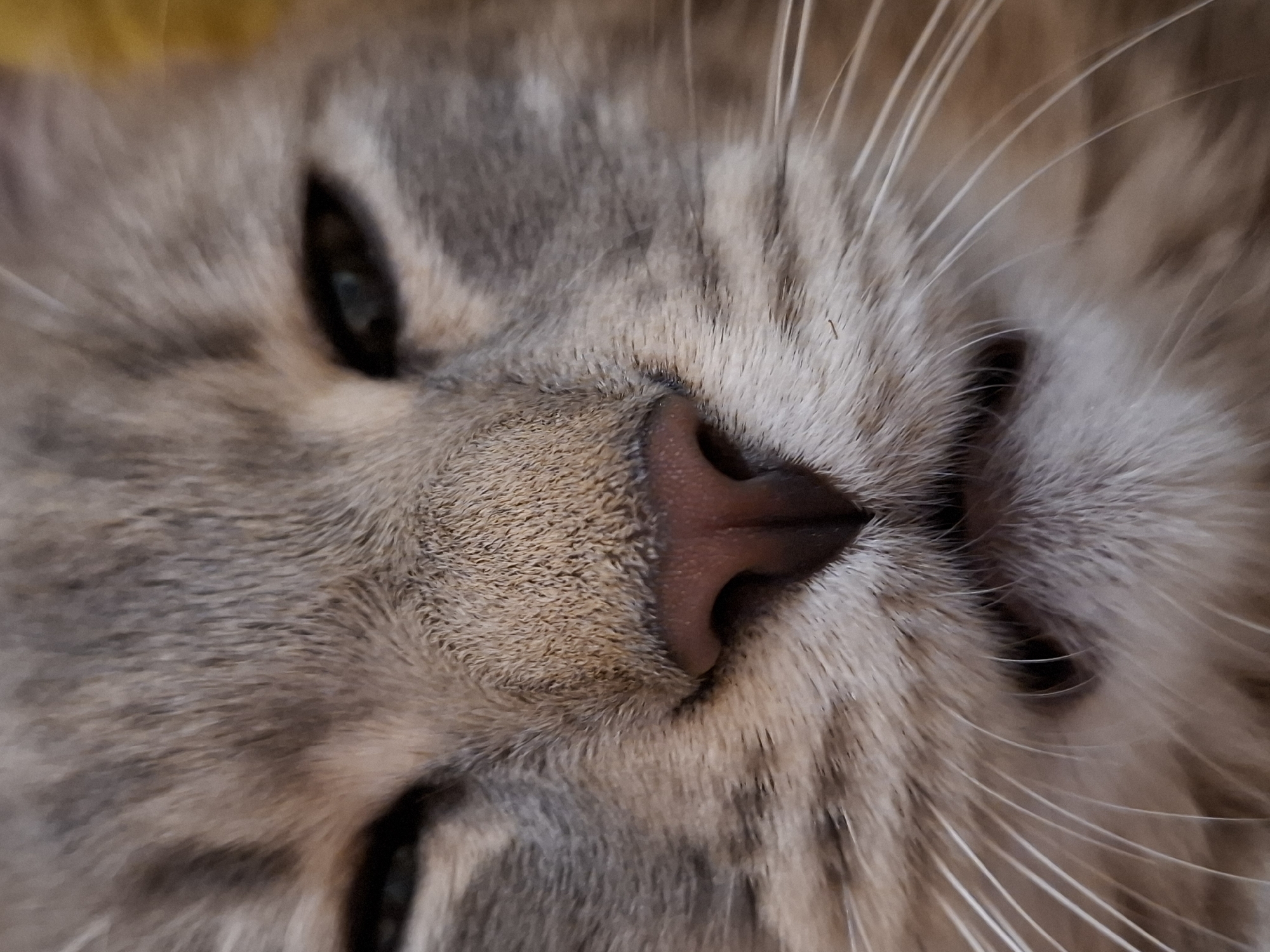 A close-up, low-angle shot captures the face of a gray tabby cat, its eyes partially closed. The cat's pink nose is prominent, with its mouth slightly open, revealing a hint of teeth. Long white whiskers fan out from its snout. The background is a soft blur of yellow and brown, suggesting an indoor setting. There is no information about the location in Zemun Urban Municipality, Serbia.