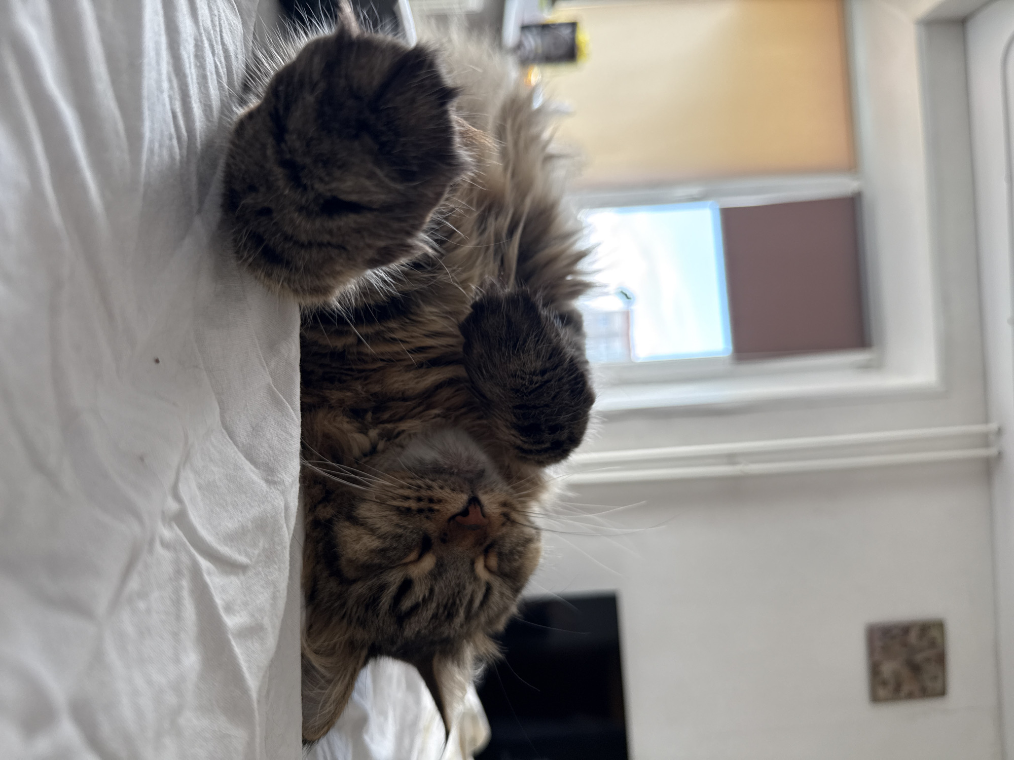 A domestic long-haired cat, predominantly brown and black tabby, sleeps on its back on a white, rumpled bedsheet. The cat's paws are raised, with one paw resting on its chest. Its eyes are closed, and its face is turned slightly to the right. The background is out of focus but suggests an indoor setting with a window, blinds, and a radiator. The overall impression is of a relaxed and peaceful domestic scene. The location in Izhevsk, Russia is not discernible from the image.