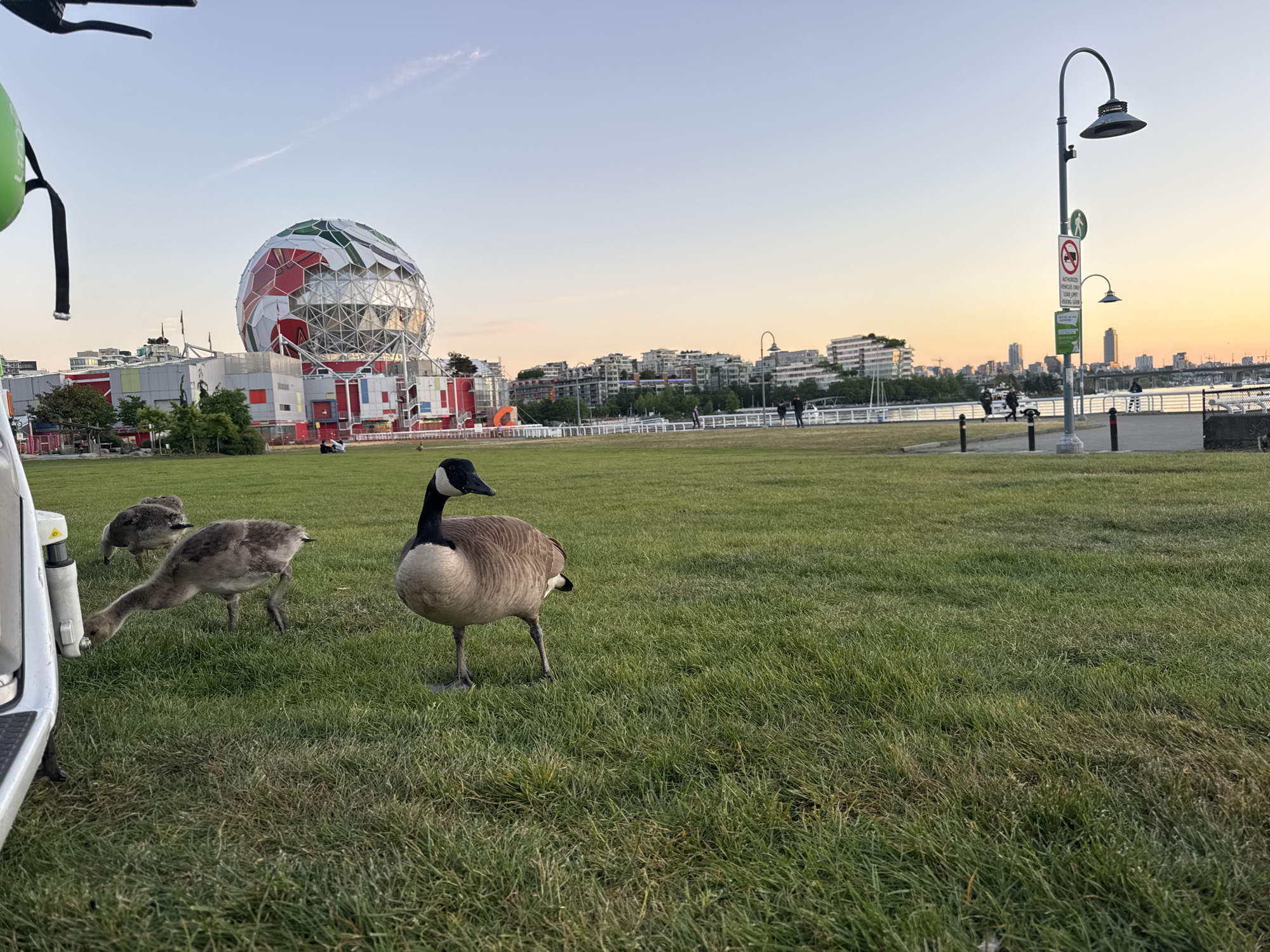 The image depicts a grassy field in Vancouver, Canada, with Science World prominent in the background. An adult Canada goose stands in the foreground, accompanied by two goslings. A portion of a white vehicle is visible on the left side of the frame. In the distance, pedestrians stroll along a waterfront pathway lined with lampposts and railings, with buildings visible across the water. The sky transitions from light blue to orange hues.