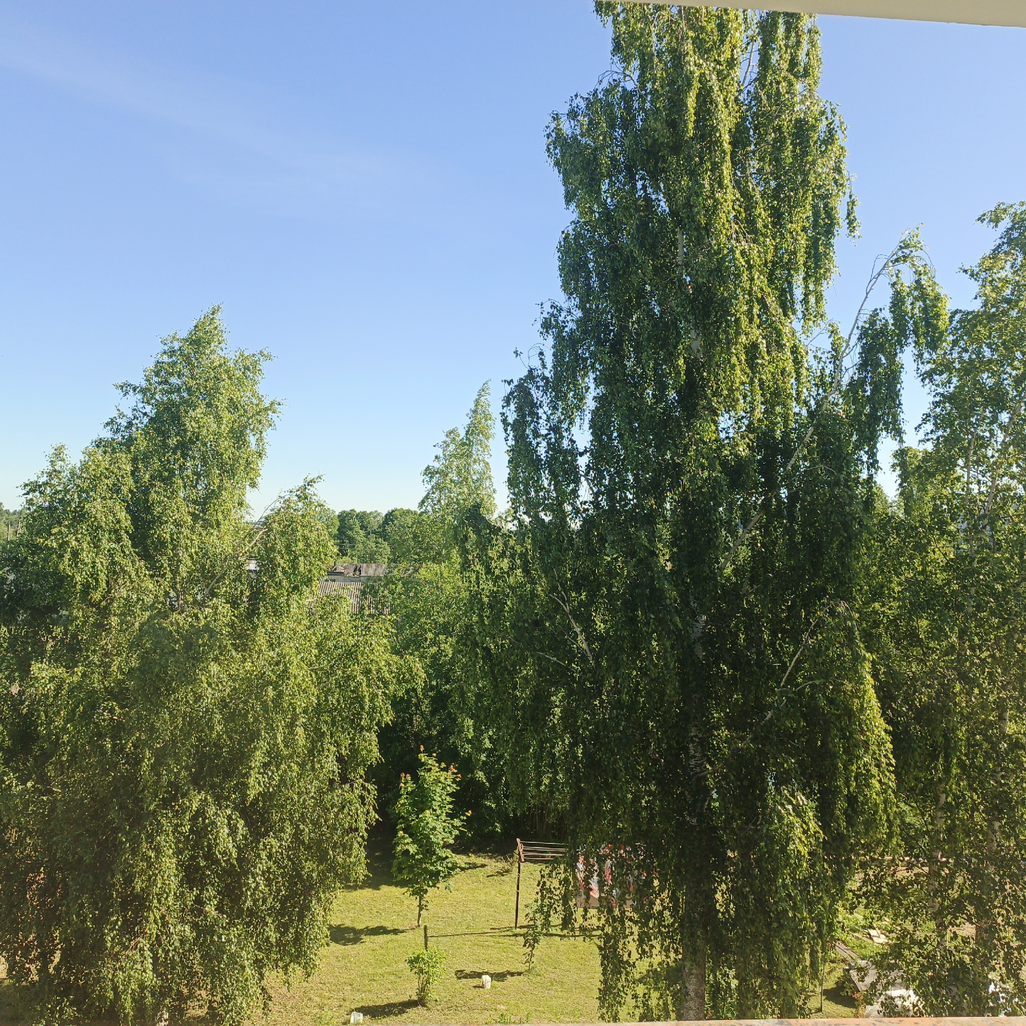 The image depicts an outdoor scene under a clear, bright blue sky, suggesting a sunny day. The foreground is dominated by lush green trees, likely birch, with their characteristic white bark visible in places. The foliage is dense and vibrant, casting dappled shadows on the grassy ground below.
In the middle ground, a small, manicured lawn is visible with a few scattered white objects that could be markers or small decorations. A young tree stands prominently in the center of the lawn, with reddish-orange blossoms or fruit at its top. Behind the young tree, a wooden structure resembling a clothes drying rack or a rudimentary swing set is present. To the right of this structure, a glimpse of what appears to be a roof with a weathered, gray material is visible, suggesting the presence of buildings or houses in the background, consistent with a rural or suburban setting. The overall impression is one of a peaceful, natural environment bathed in sunlight, likely during the daytime in a season with warm weather. The specific details like the trees and the style of the roof might hint at a location in Russia, as suggested by the context. There is no visible text in the image.