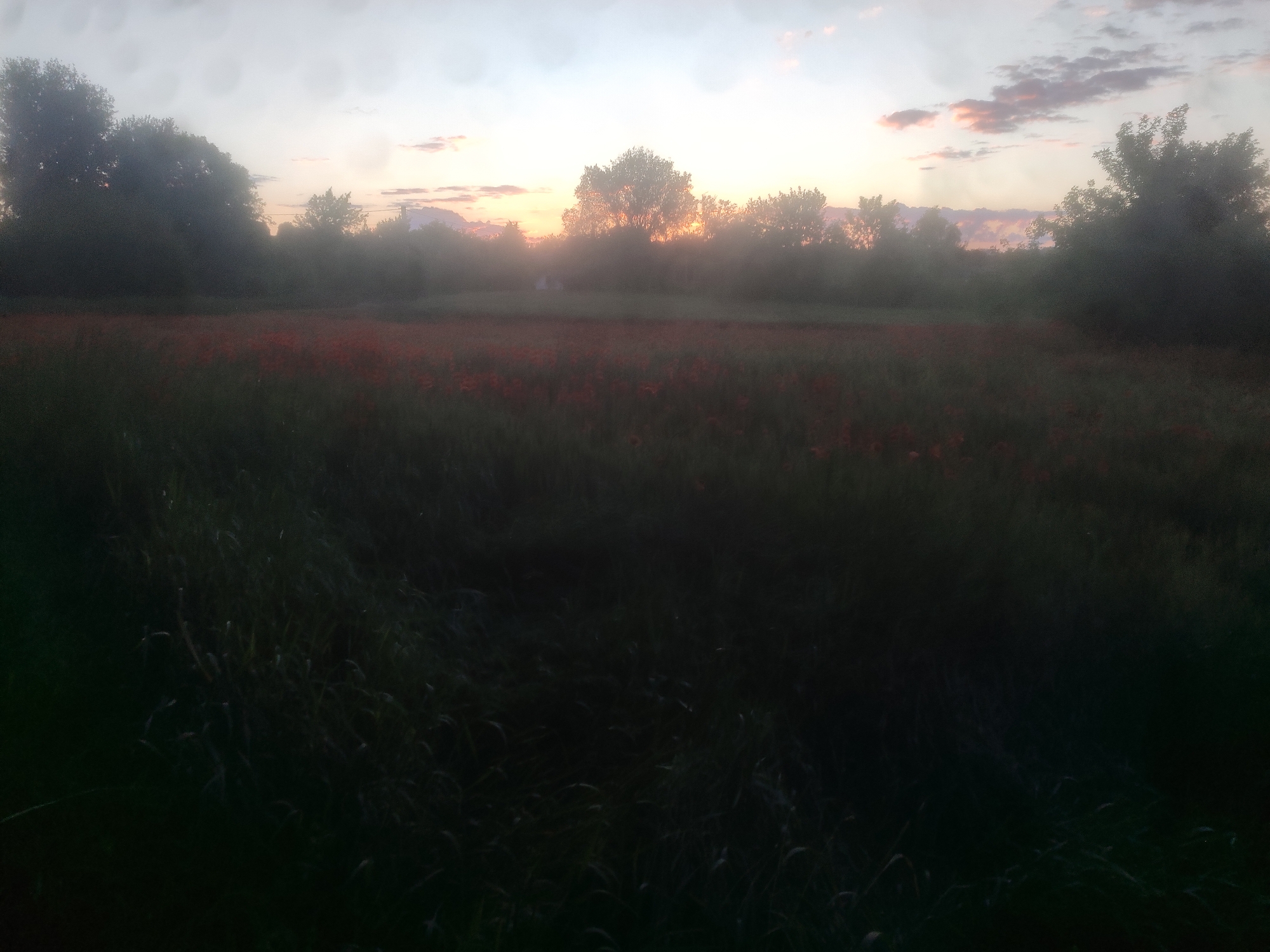 A wide shot captures a field of red flowers, possibly poppies, at dusk. The field is bordered by trees and the sky above displays a pastel gradient of pink, orange, and light blue, indicative of a sunset or sunrise. The foreground is dominated by dark, out-of-focus vegetation. The overall impression is one of natural beauty and tranquility.