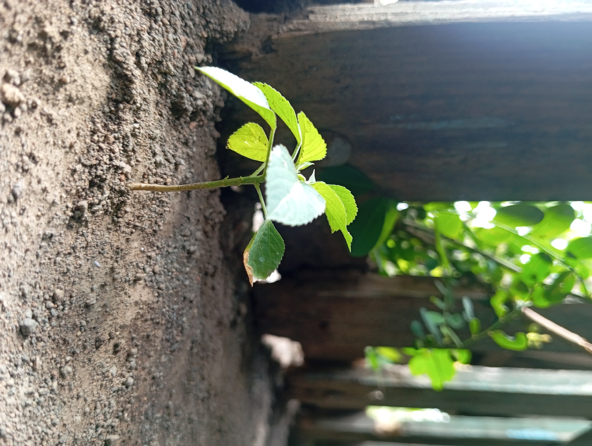 A solitary, young green plant with several leaves emerges from dry, granular soil. The plant's stem is thin and light brown. In the background, out of focus, are three vertically oriented, dark brown wooden posts that appear weathered. Behind the posts, out-of-focus green foliage is visible, bathed in bright sunlight. The scene is situated outdoors on a patch of dirt with small pebbles and clumps of soil. The image appears to have been taken at ground level, focusing on the small plant.