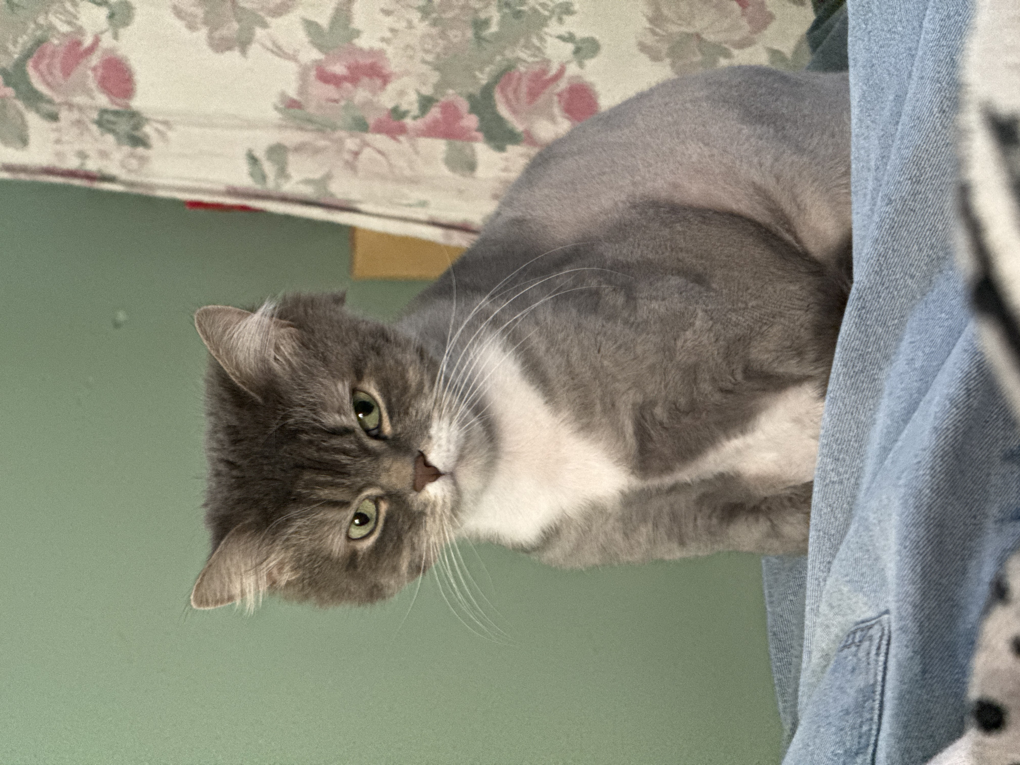 A gray and white cat is looking at the camera. The cat has green eyes and long, white whiskers. The cat is sitting next to a blue denim jacket. Behind the cat is a green wall and a floral print curtain. The location is unknown and is not Moscow, Russia.