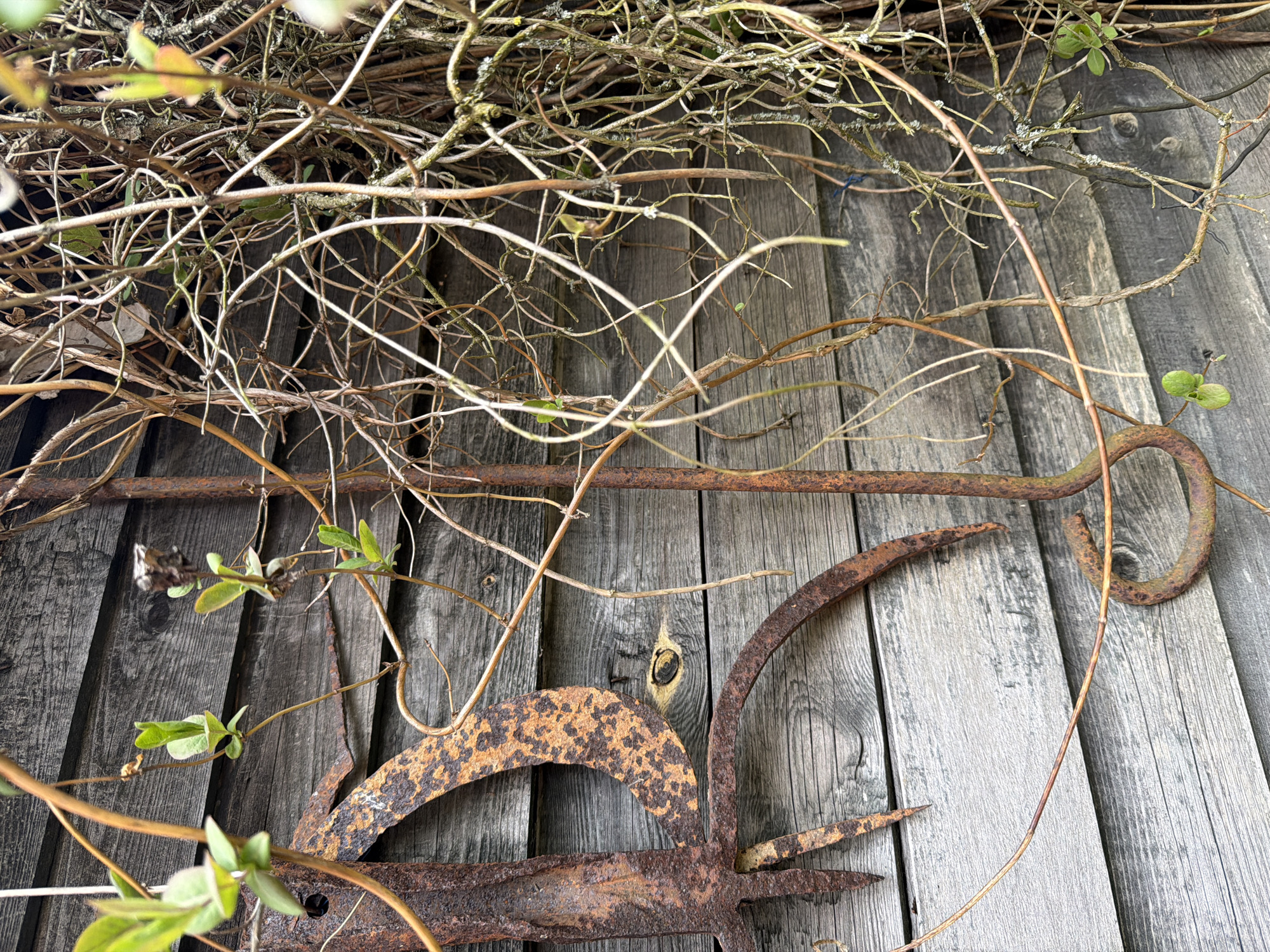 This close-up image captures a textured, rustic outdoor scene, dominated by weathered wood, dried vegetation, and rusted metal. The primary background consists of aged, vertical wooden planks, displaying a muted grey tone with prominent grain patterns and several dark knots. The wood's weathered appearance suggests prolonged exposure to the elements.
Overlapping the wooden surface is a dense network of tangled, dried branches and thin vines. These vary in color from light brown to muted grey, with some portions covered in small patches of lichen. Amidst the older, dormant plant material, several small, vibrant green leaves and tender shoots are visible, indicating new growth or a living vine intertwined with deadfall.
Two heavily rusted metal objects are also central to the composition. A long, slender, dark brown rusted bar extends horizontally across the upper-right portion of the frame, culminating in a distinct, curved, hook-like shape. Below this, towards the center and bottom of the image, lies a larger, irregularly shaped piece of rusted metal. This object features several pointed prongs and a broad, curved section, all exhibiting a mottled pattern of dark orange and brown corrosion, suggestive of an old tool or decorative ironwork.
The scene is lit by natural daylight, with soft, even illumination that highlights the various textures without casting harsh shadows. There is no visible human activity or text. The overall impression is one of natural decay and the intertwining of man-made remnants with persistent plant life, set within the context of Пролетарский, Russia.