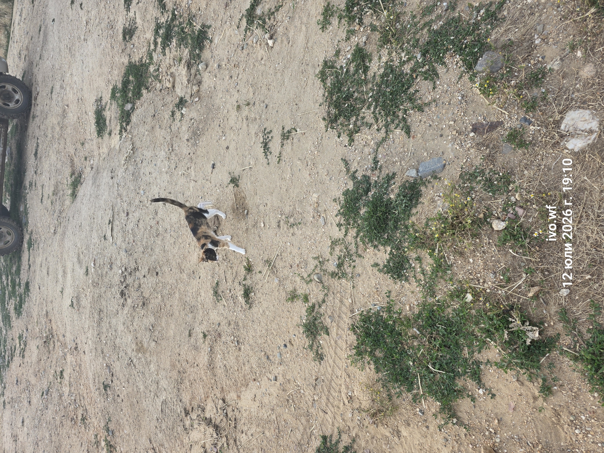 A tortoiseshell cat with white paws and chest walks across a dirt ground. The cat is in the center of the frame. The ground is uneven and covered with small stones, dry grass, and patches of green weeds. In the upper background, a portion of a vehicle's tire and body is visible. The lower right corner of the image contains a watermark with text: "ivo.wf 12 юли 2026 г. 19:10". The scene appears to be outdoors in a rural or undeveloped area.