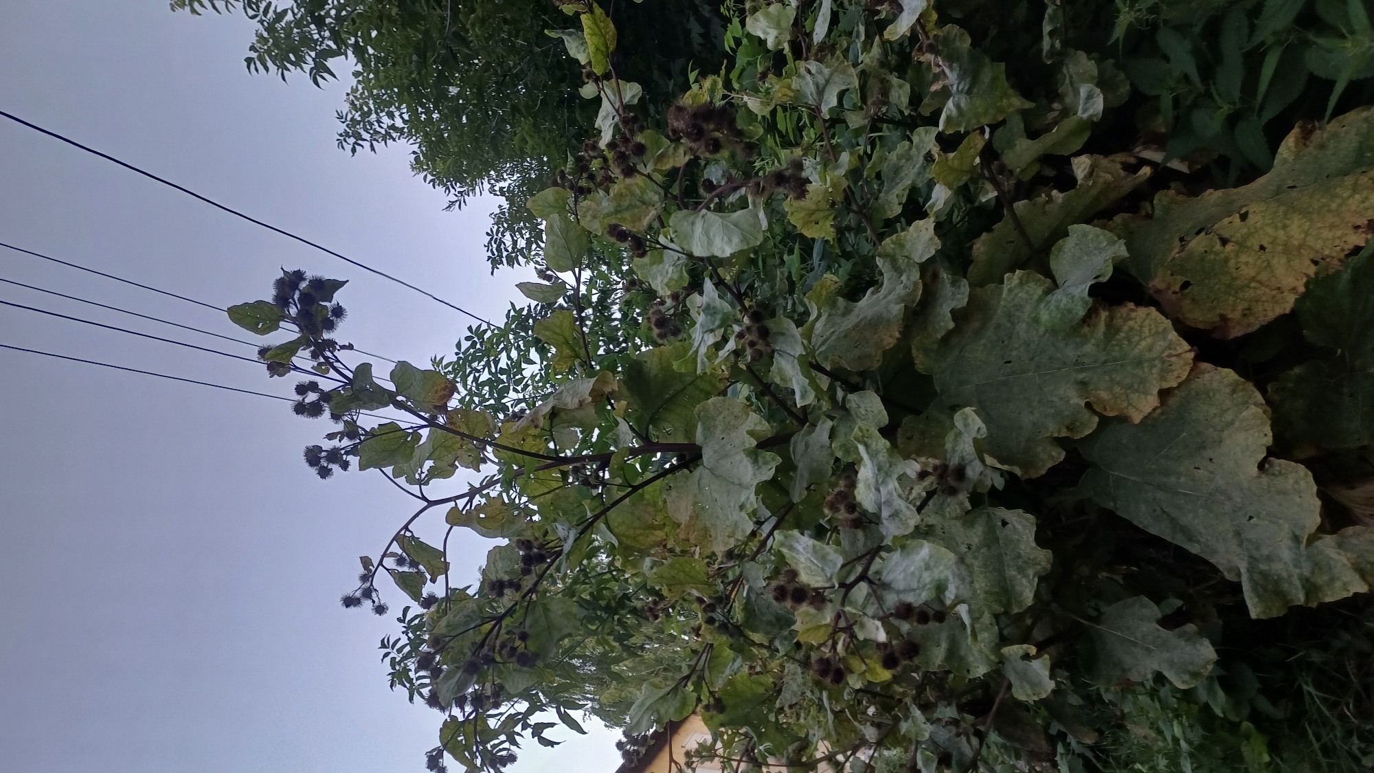 A low-angle shot captures a cluster of large, burdock plants with spiky seed pods against a pale sky. Several power lines run diagonally across the upper portion of the frame. The burdock leaves are broad and weathered, with some showing signs of browning and damage. Dense green foliage fills the background, with a hint of a building visible on the far left. The scene appears to be an outdoor area in Izhevsk, Russia, possibly a park or a yard, suggesting a natural environment within an urban setting. There are no people or animals visible in the image, and no actions or interactions are taking place. The lighting suggests it may be early morning or late evening.