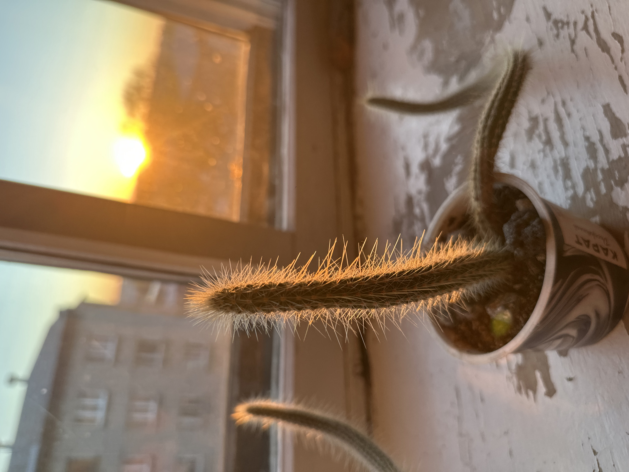 The image presents a close-up, angled view of a spiky cactus plant positioned on an indoor windowsill, dramatically back-lit by a setting sun. The main subject is a long, slender cactus stem covered in numerous fine, sharp spines that glow intensely golden-white due to the direct sunlight. It extends horizontally from a small, patterned pot. Another smaller cactus arm is visible in the foreground, and a third in the background also reaches upwards from the pot.
The pot appears to be a disposable-style cup with a swirling black and white marble design. Partially visible text on its side includes "КАРАТ" (KARAT) and "Двуслойные" (Double-layered). The windowsill beneath the pot is painted white and exhibits a textured, worn surface, possibly with chipped or peeling paint.
Through the window, a bright, orange-yellow sun is prominently setting, casting a strong light and a warm hue over the scene. The sky outside transitions from the brilliant orange near the sun to a softer blue-grey. Reflections of the golden light are visible on the windowpane itself. In the blurred background outside the window, a multi-story building with visible windows can be discerned, indicating an urban or suburban setting, consistent with the location context of Biysk, Russia. The time of day is clearly sunset, creating a serene and warm ambiance. There are no people visible, and the scene is still, focusing on the interplay of light and the cactus's sharp form.