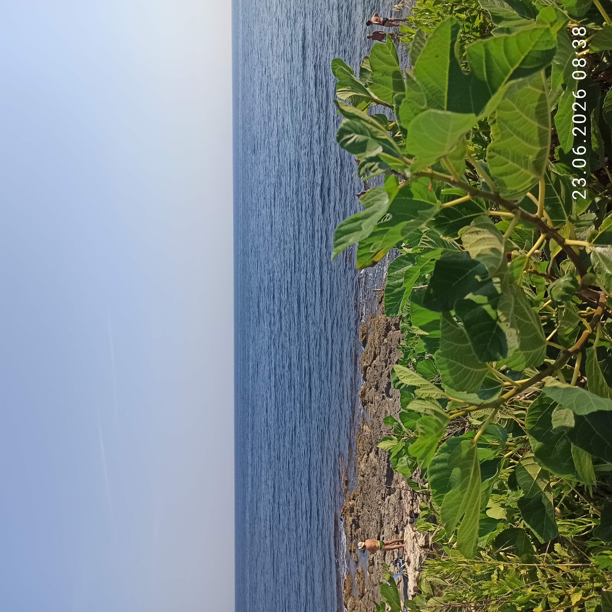 A wide shot captures a clear blue sky over a calm blue sea, viewed from a rocky shoreline covered in green foliage. In the middle ground, a person wearing a straw hat and green swim trunks stands on the rocks, facing away from the camera towards the sea. Further to the right, near the water's edge, two more people are visible, wading in the shallow sea. The foreground is dominated by large, green leaves of a plant, possibly a fig tree, with branches and smaller plants filling the bottom of the frame. A timestamp in the bottom right corner reads "23.06.2026 08:38". The image is consistent with a coastal scene in Molfetta, Italy, characterized by its rocky coastline and Mediterranean vegetation.