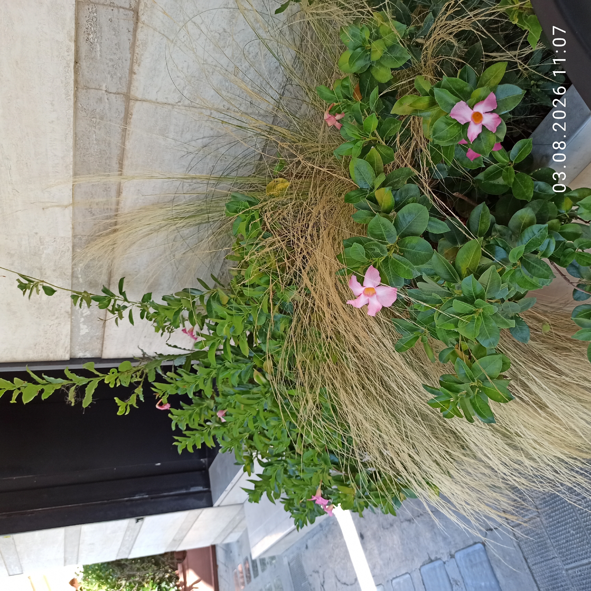This is a medium-angle, eye-level, medium shot of a planter with green foliage and ornamental grasses, located in front of a building with a stone facade and a dark door. The planter contains several pink flowers, one of which is in focus in the foreground. The foliage is dense and healthy, with glossy green leaves. The ornamental grasses are tall and wispy, with a golden-brown hue. The building facade is made of large, light-colored stone tiles. A dark door is visible to the left of the planter. The ground in front of the planter is a paved walkway made of rectangular grey stones. The image is dated "03.08.2026 11:07". Based on the visible architectural style and the presence of paving stones, this scene is consistent with an outdoor area in the city of Ruvo di Puglia, Italy, possibly a commercial establishment or a residential entrance. No people are visible in the image.